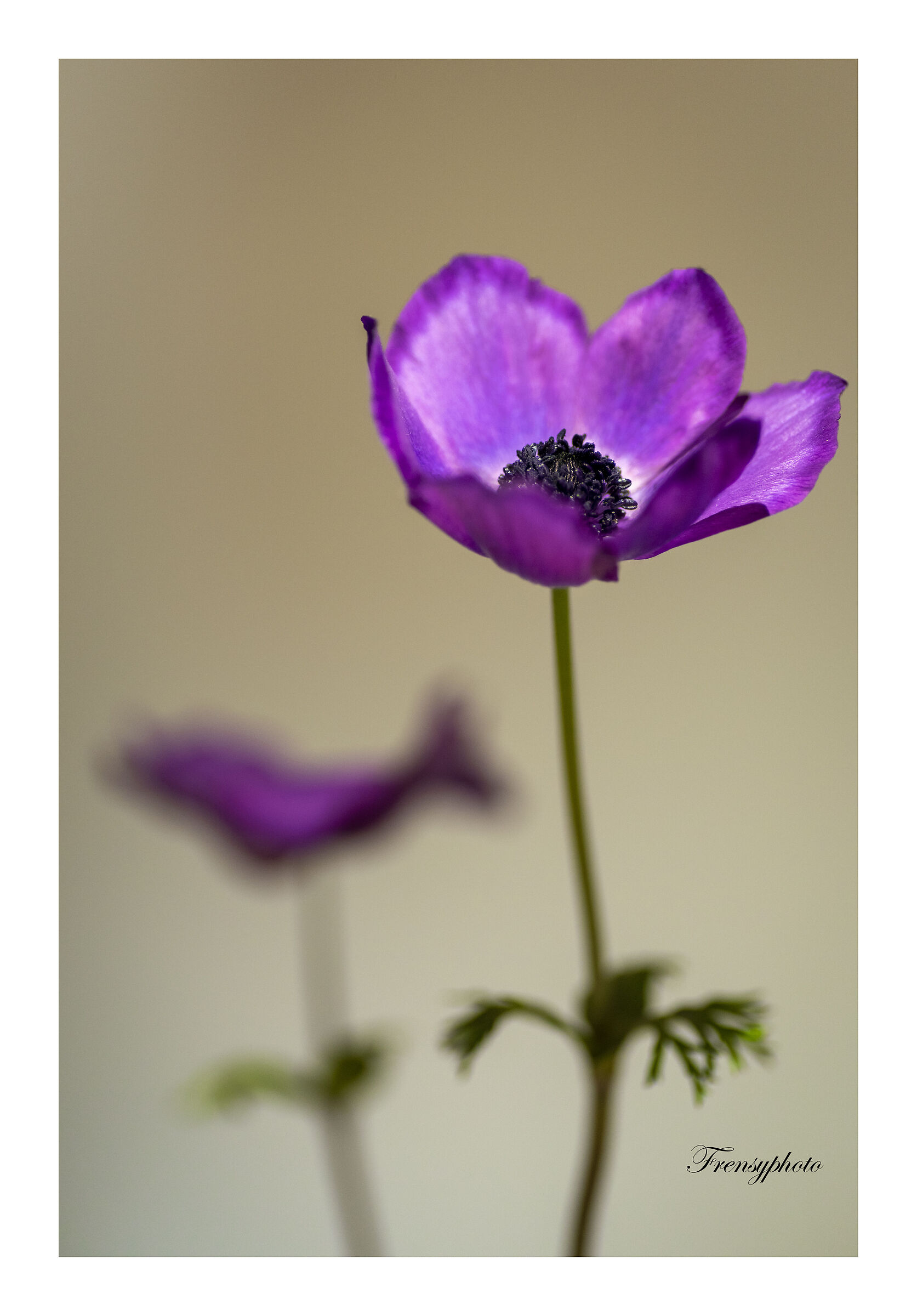 Anemone
