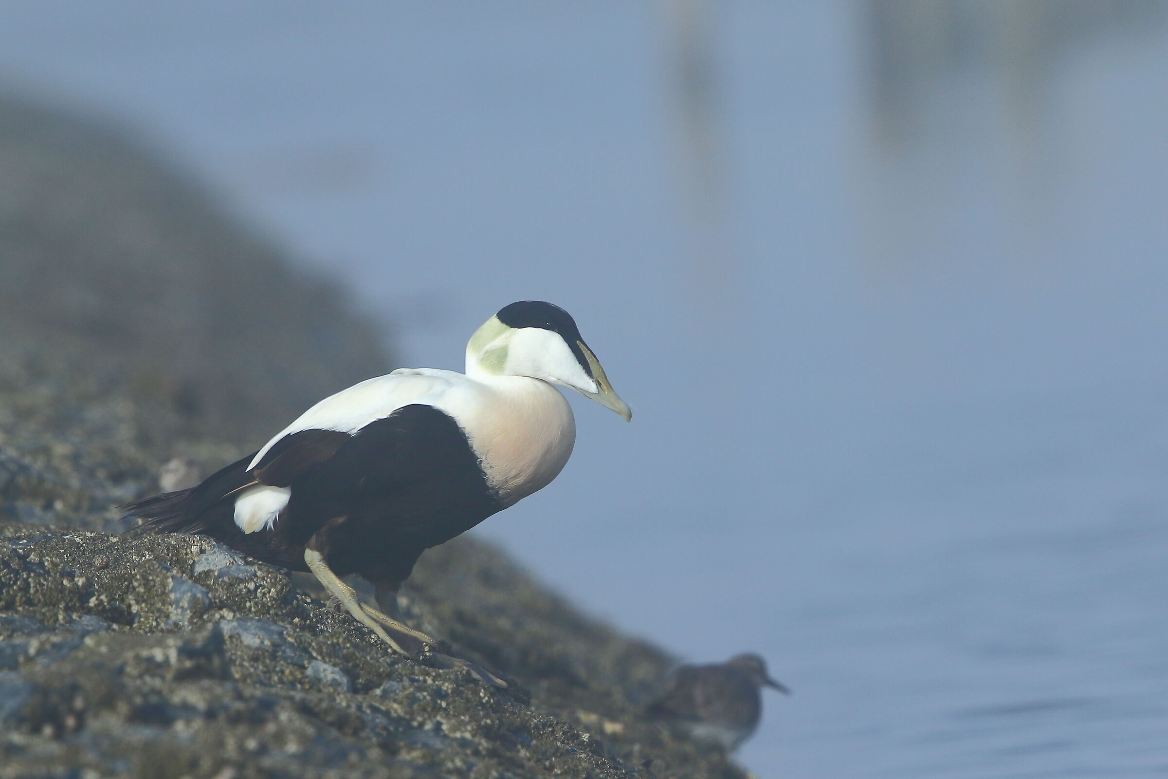 Eider