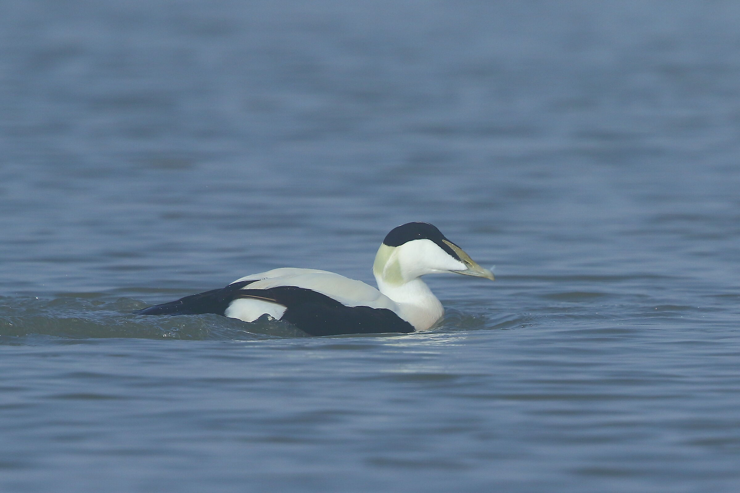 Eider
