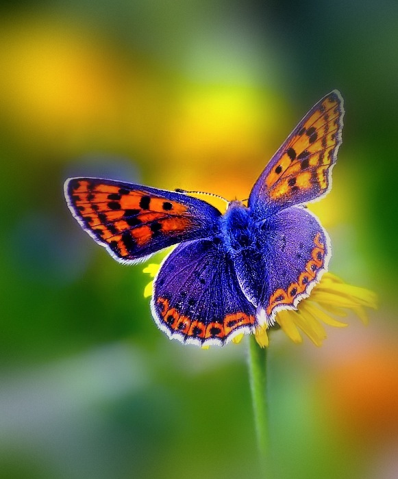 butterfly