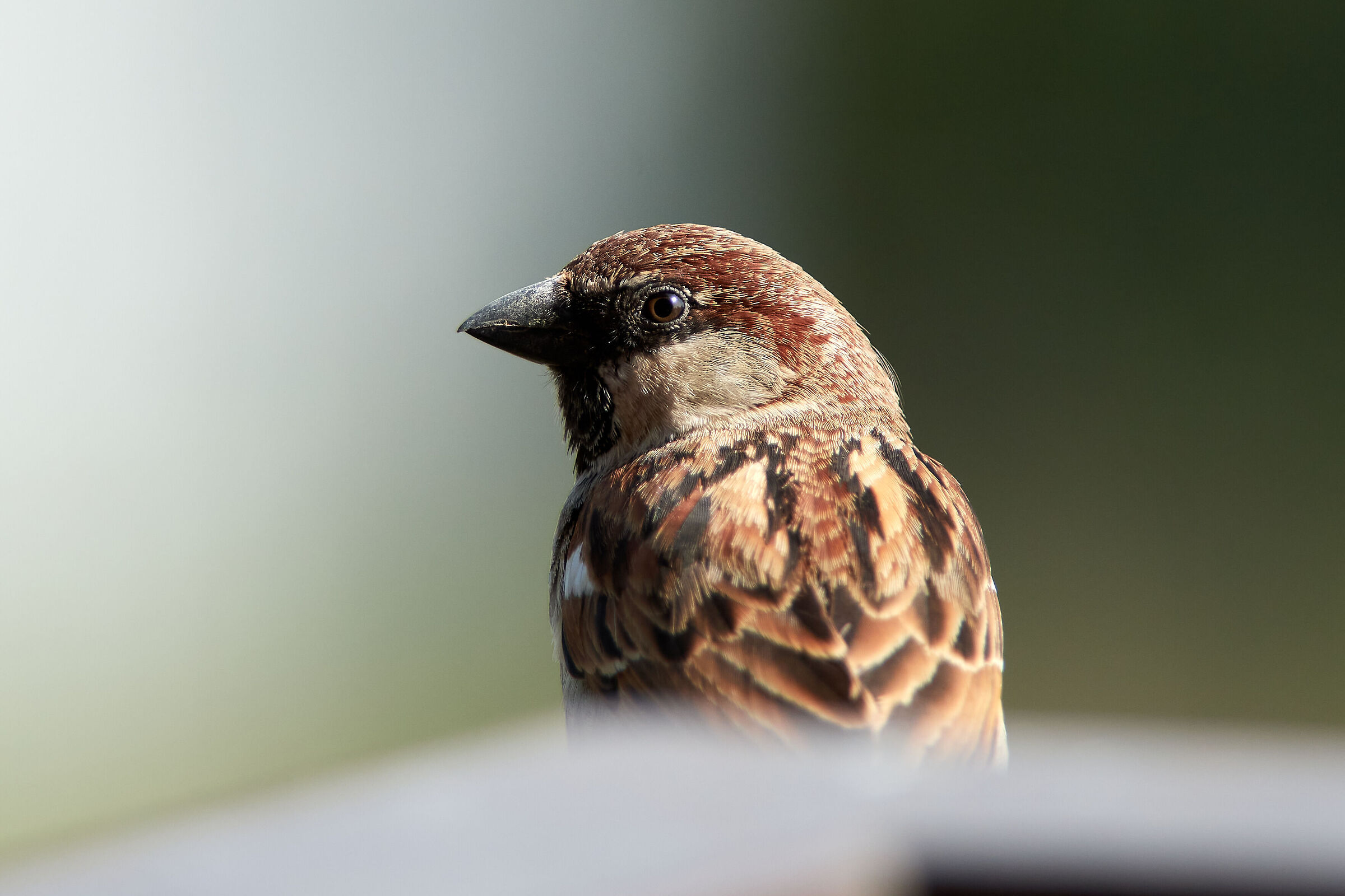 Sparrow