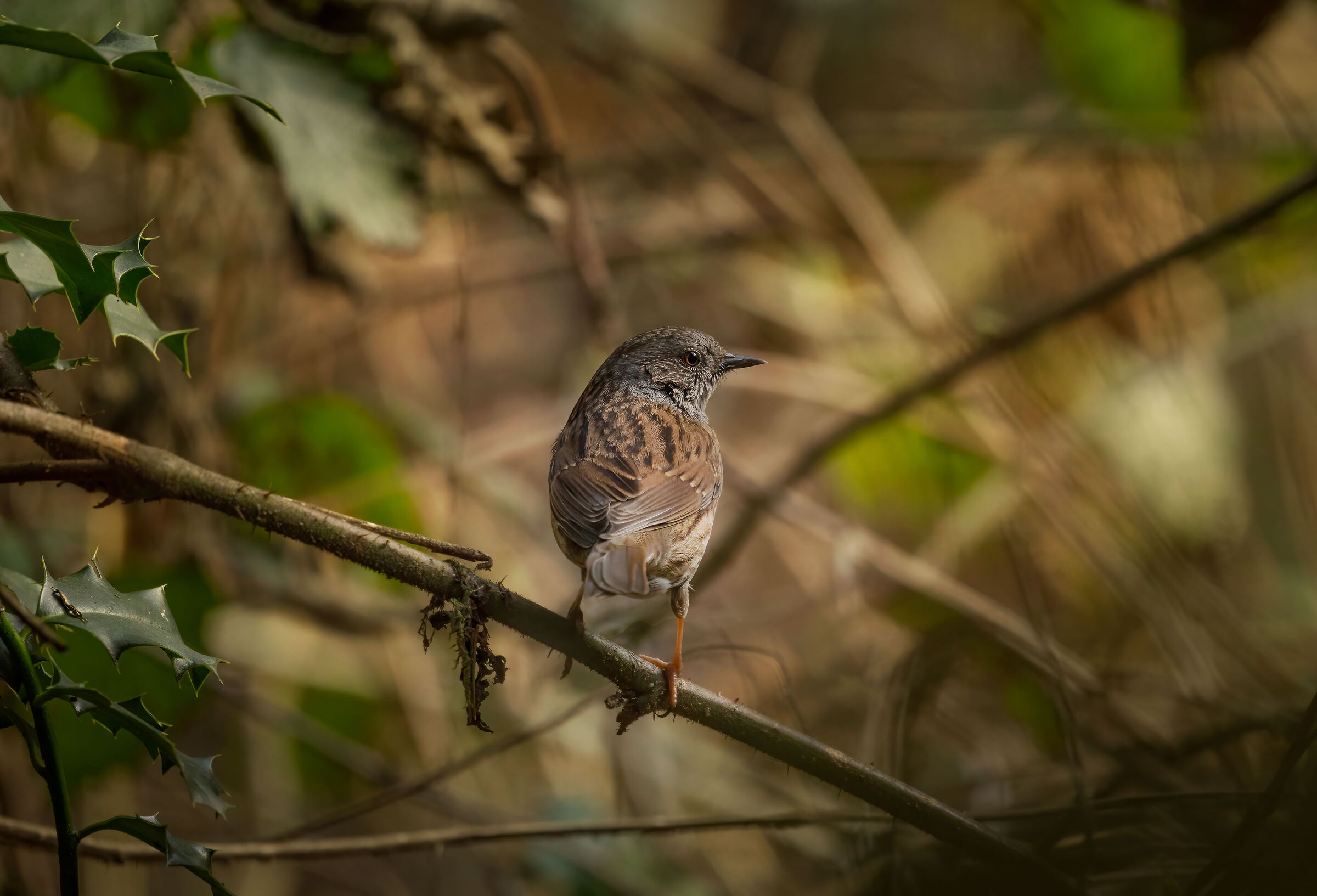 Passera Scopaiola