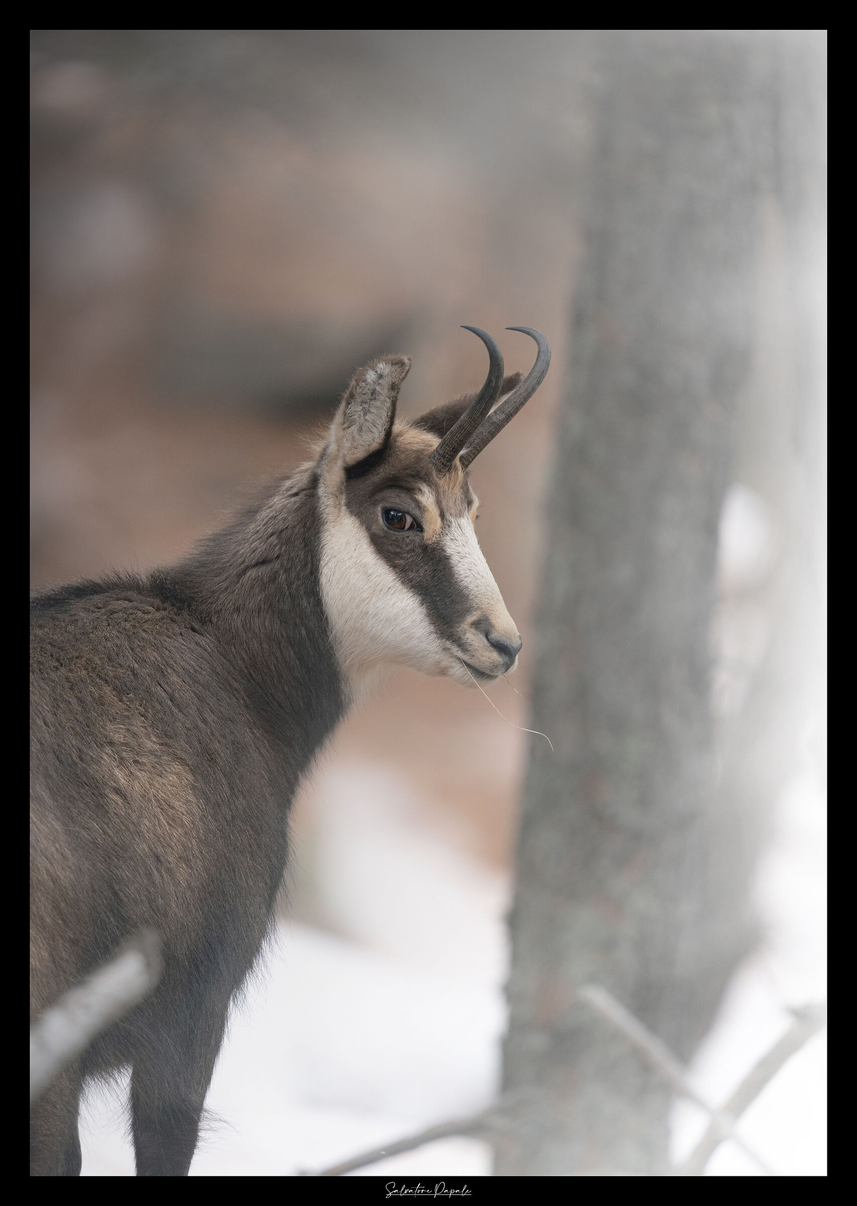 ehi amico, ce l'hai con me?