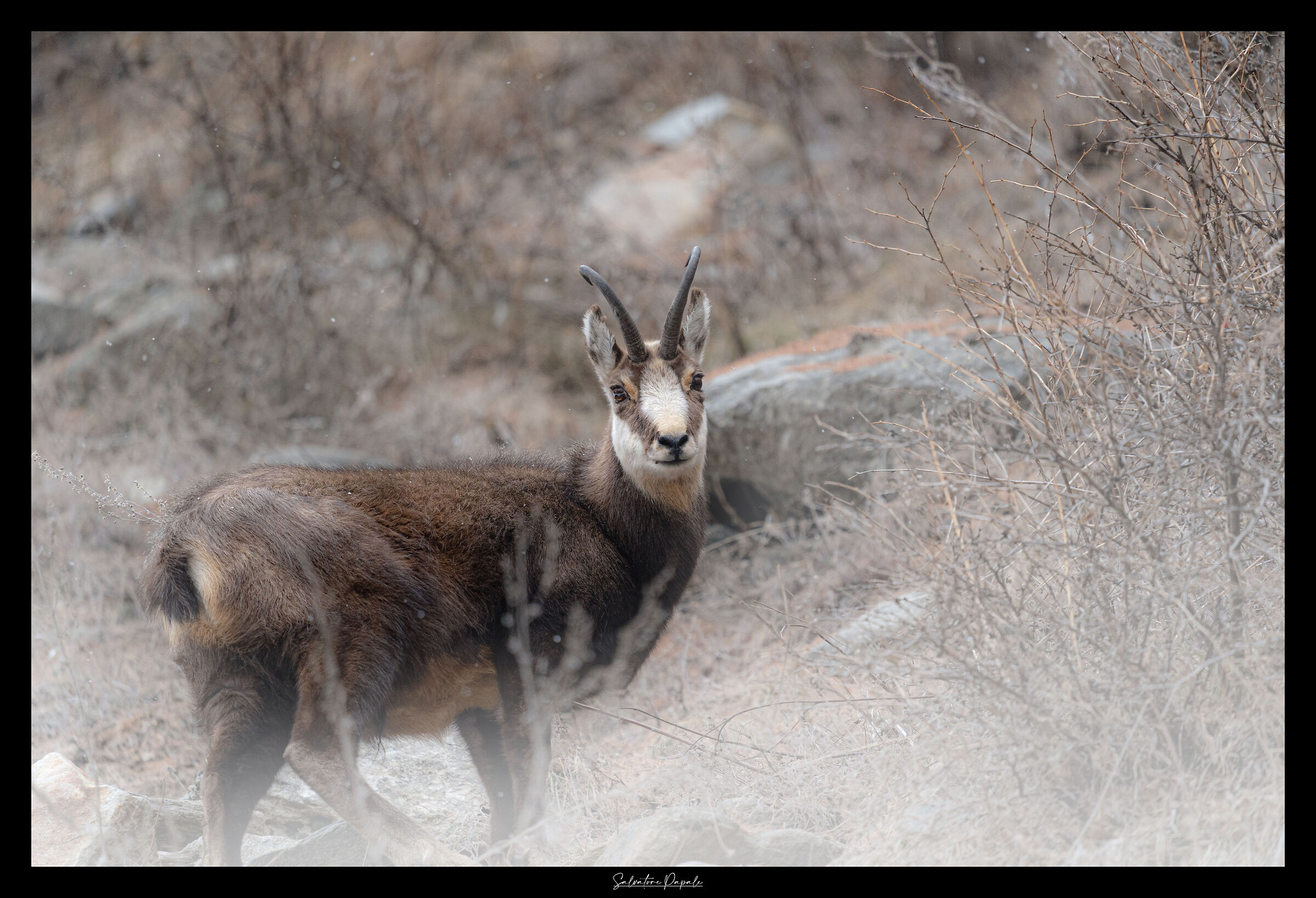 camoscio sotto la neve