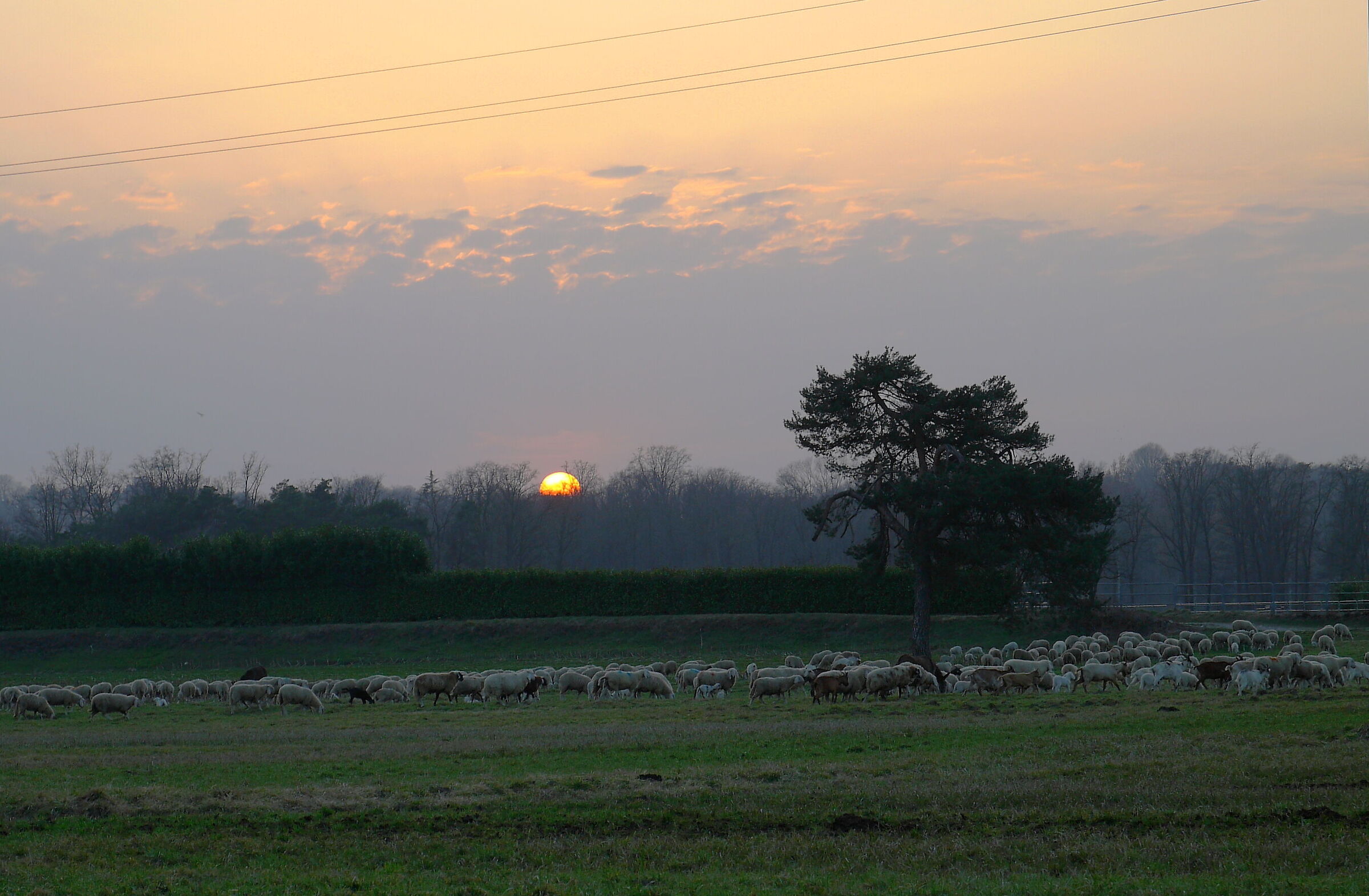 sheeps at sunset