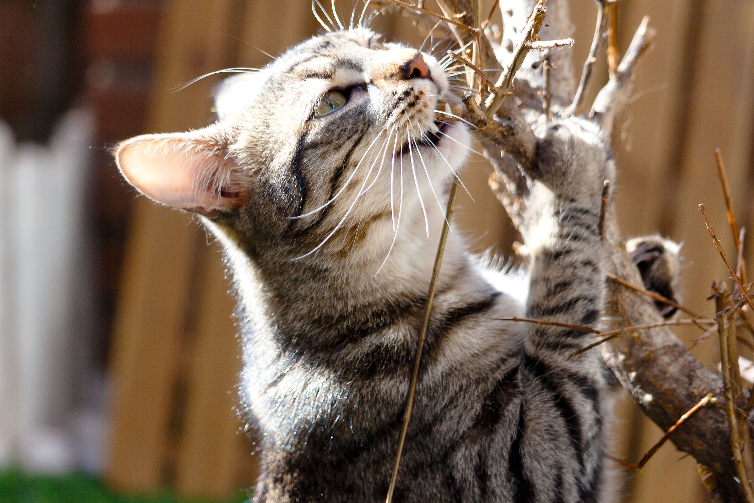 miaooo... good these twigs