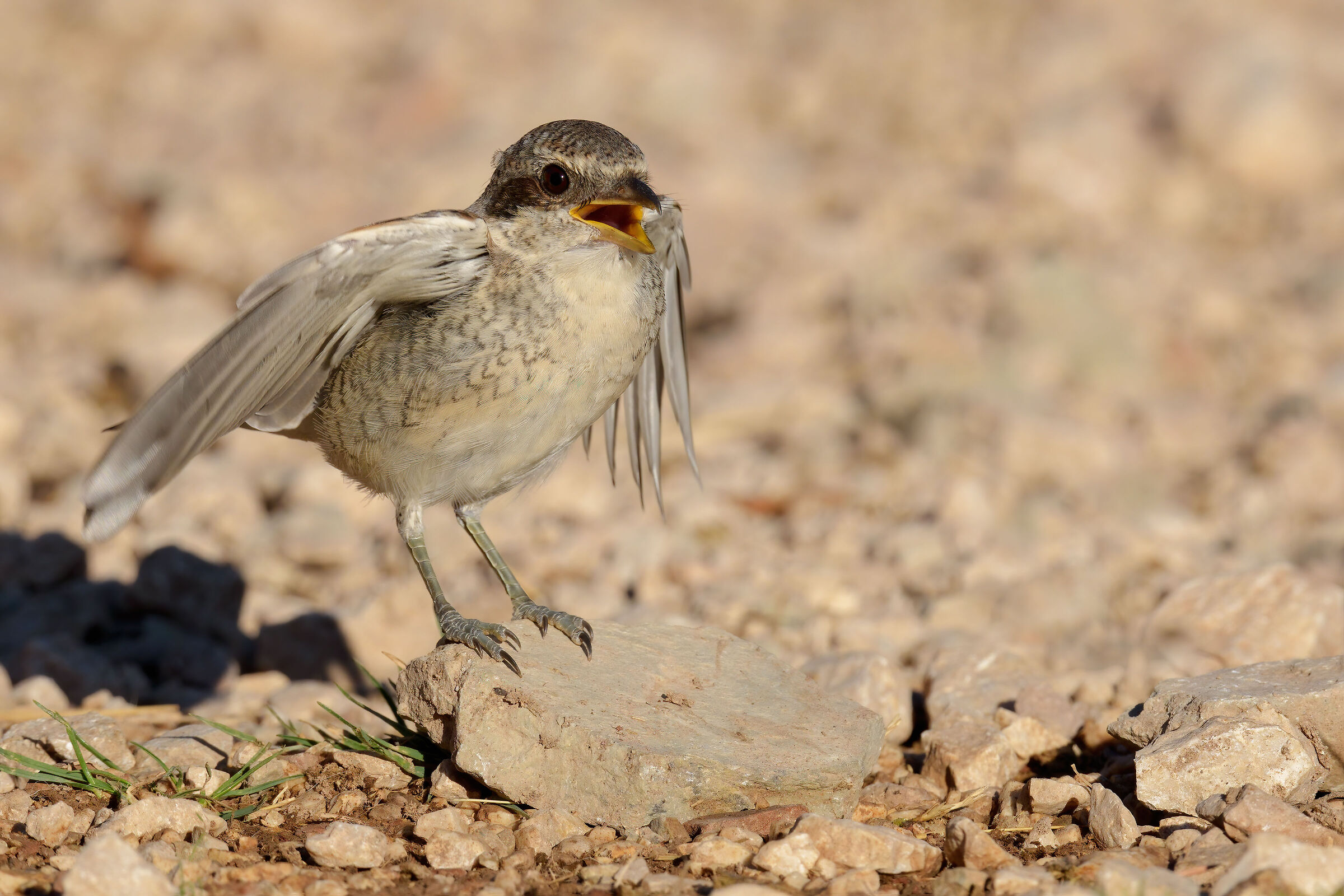 Having Her Small (Lanius collurio)
