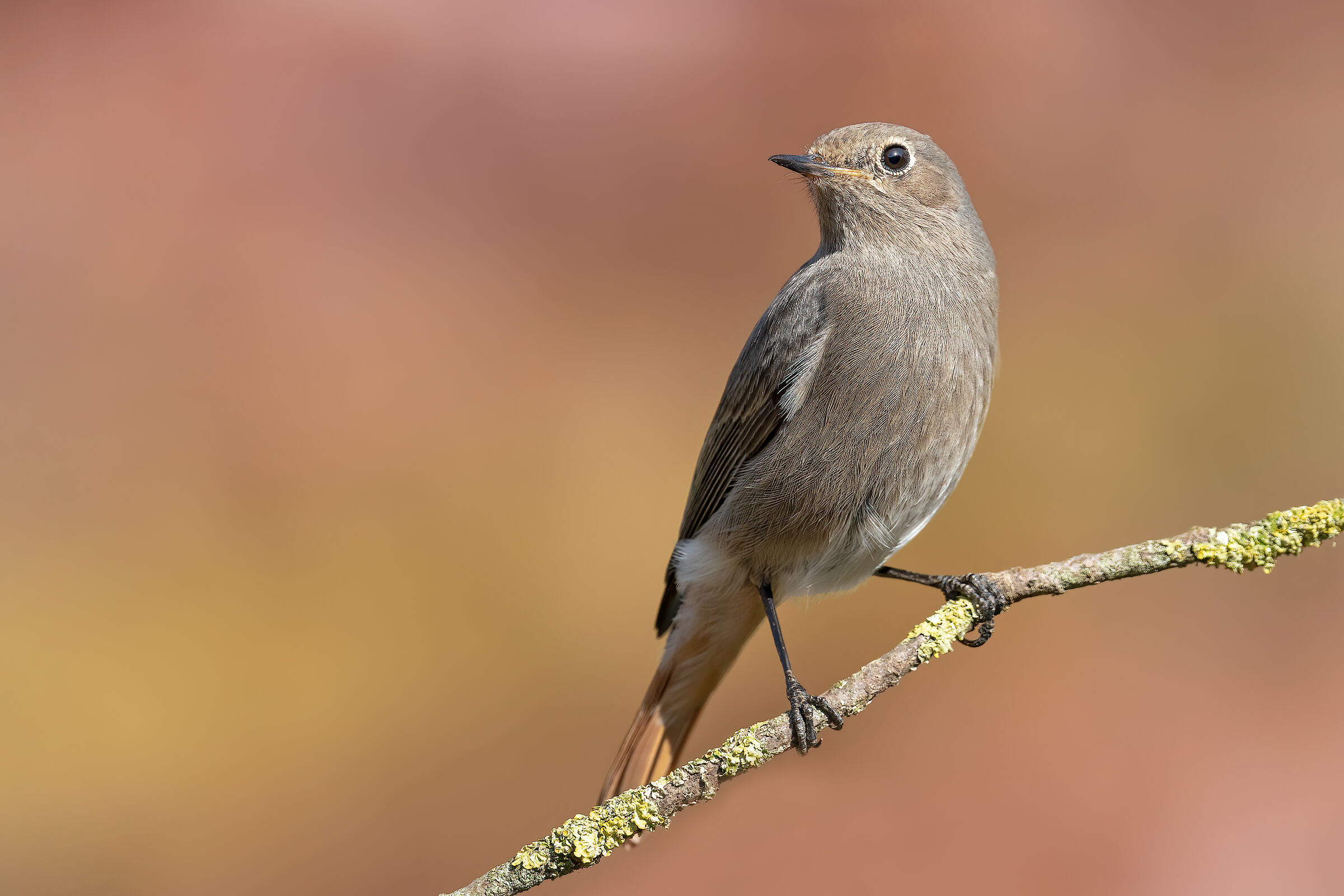 La signora spazzacamino