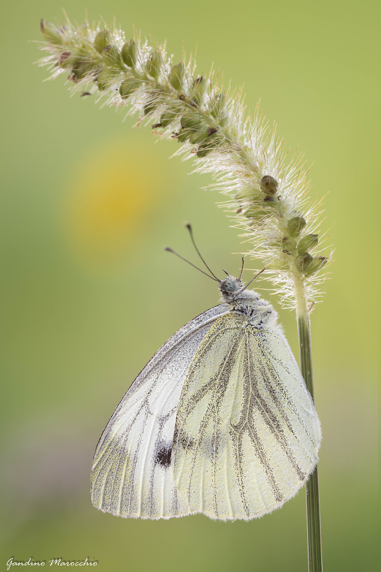 Another Cinderella (Pieris Napi)