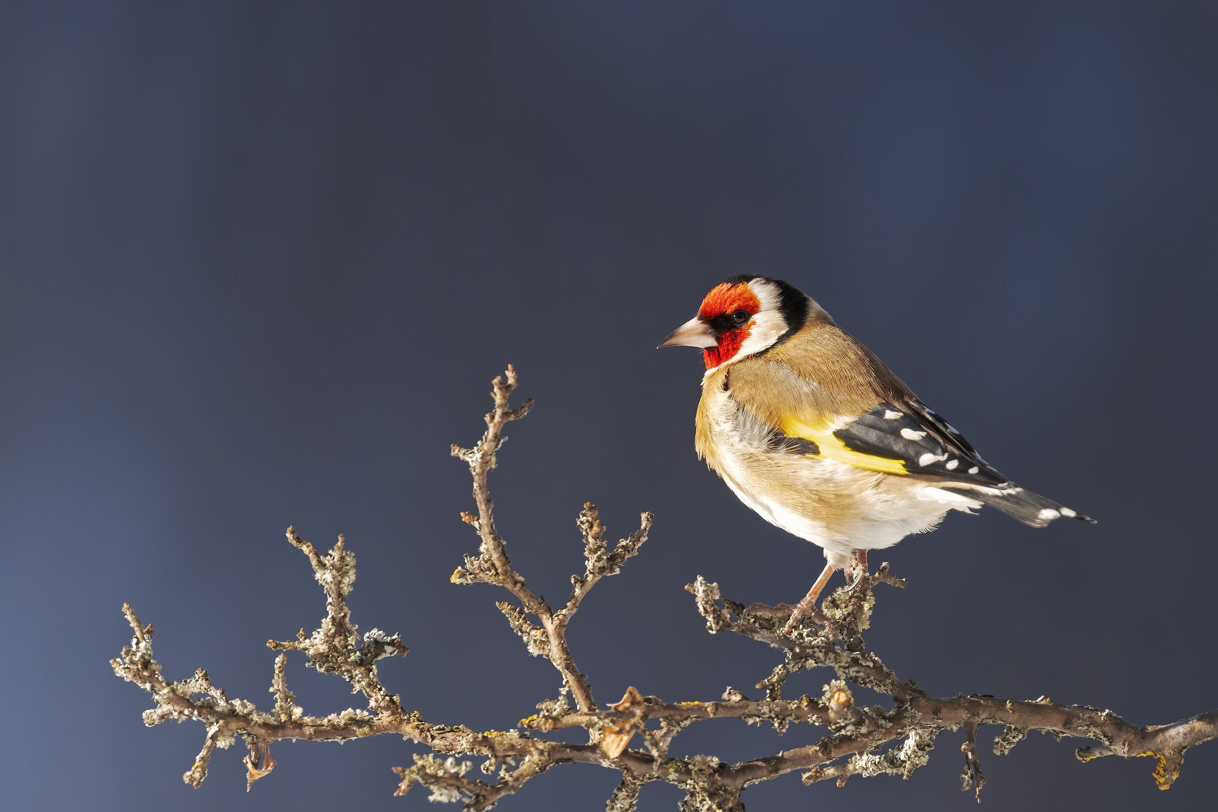 The Goldfinch