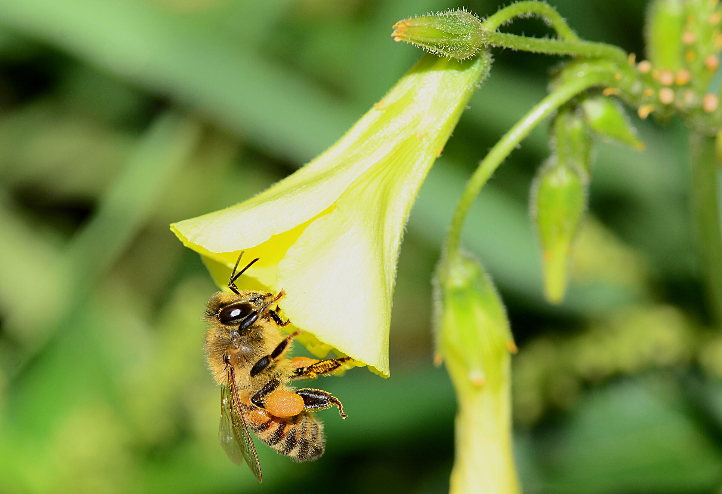 Colazione nel giallo