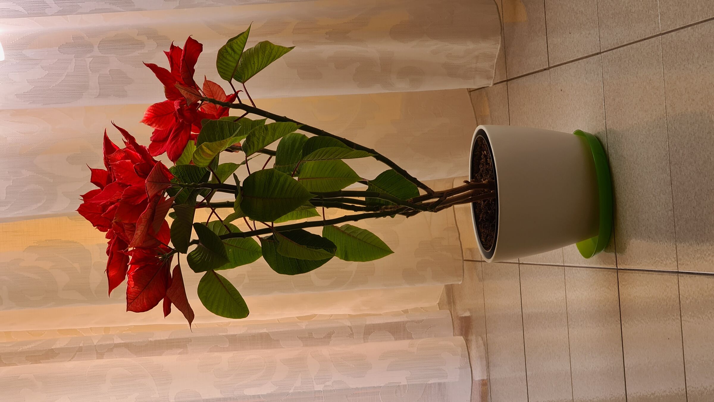 Stella di natale che compie 6 anni