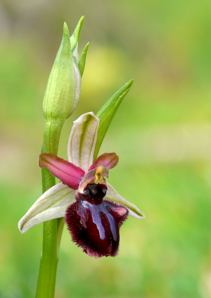 Ophrys sipontensi