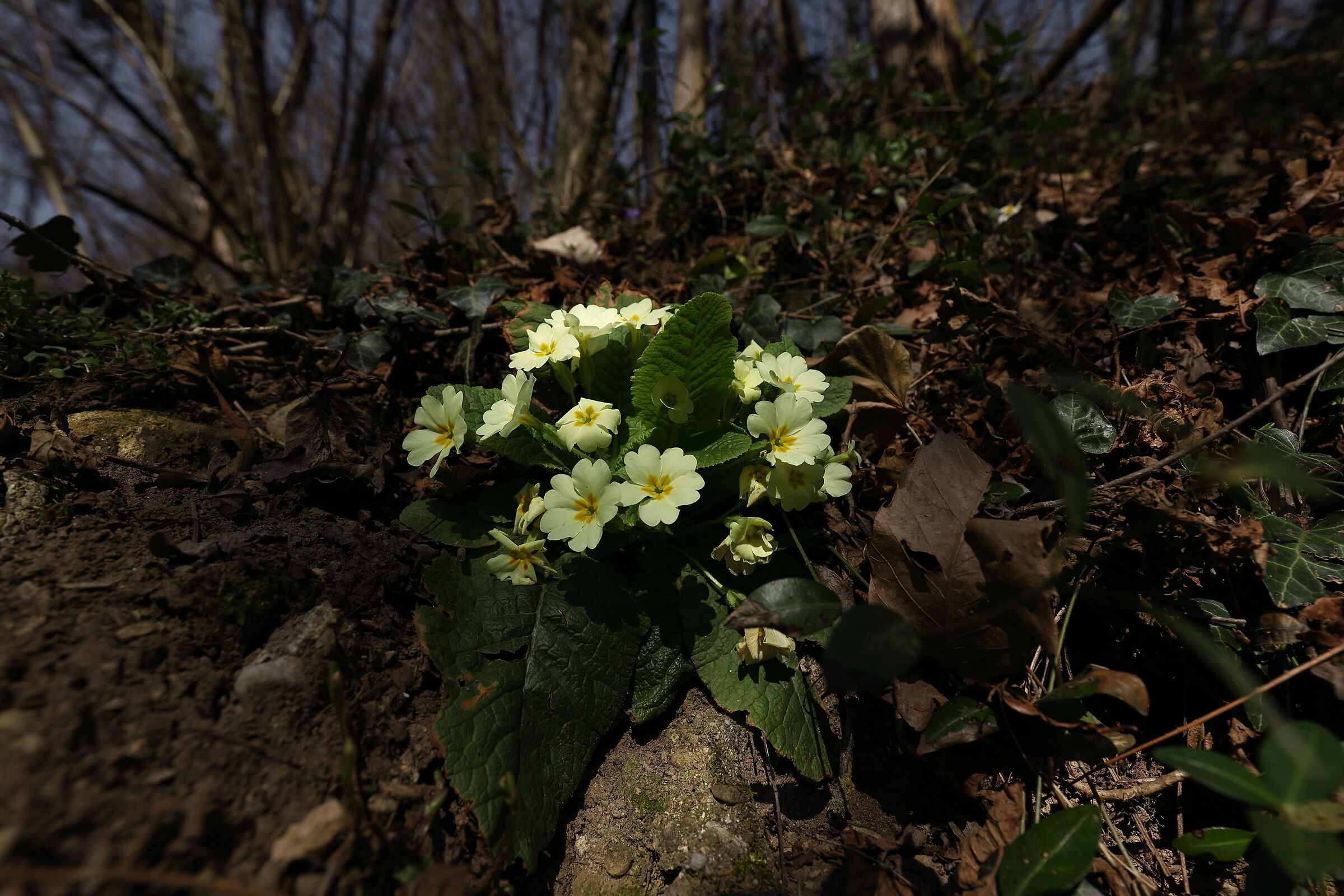 Primi vagiti di Primavera