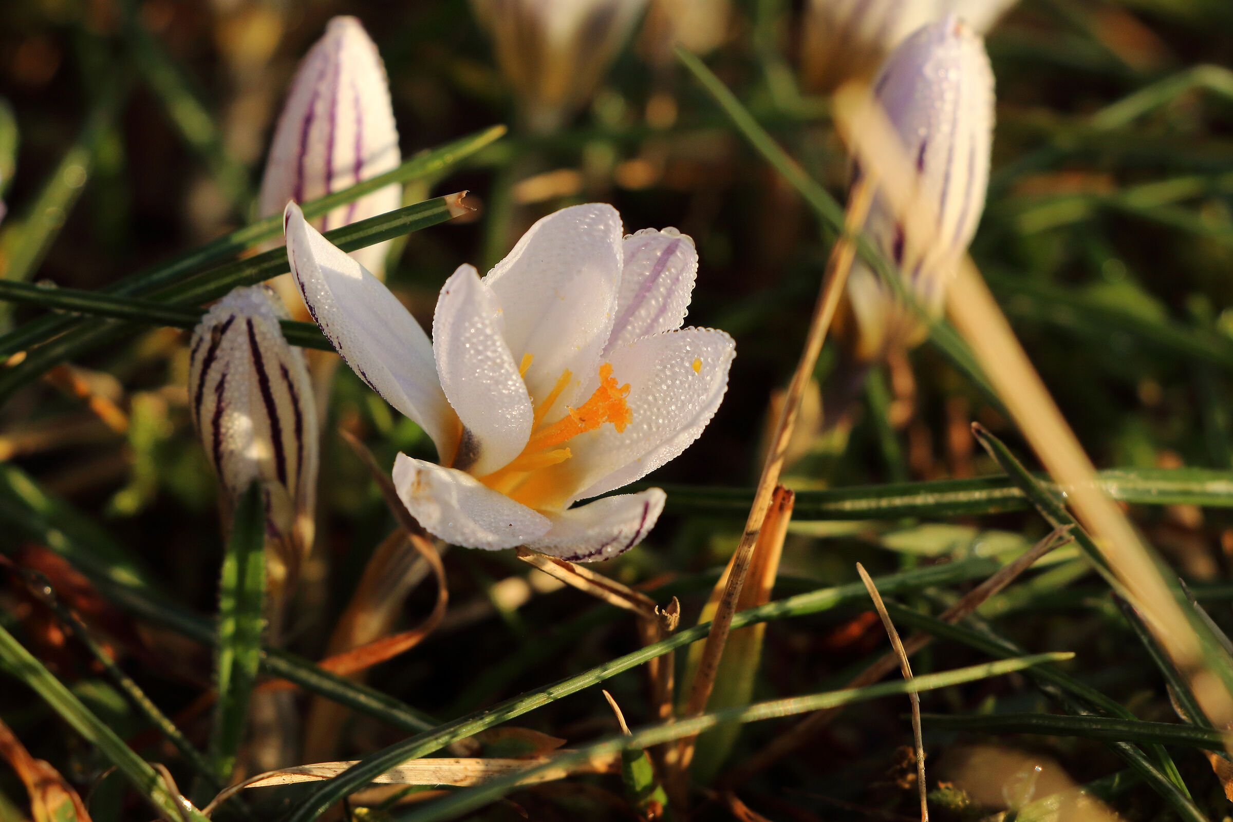 rugiada sui crocus