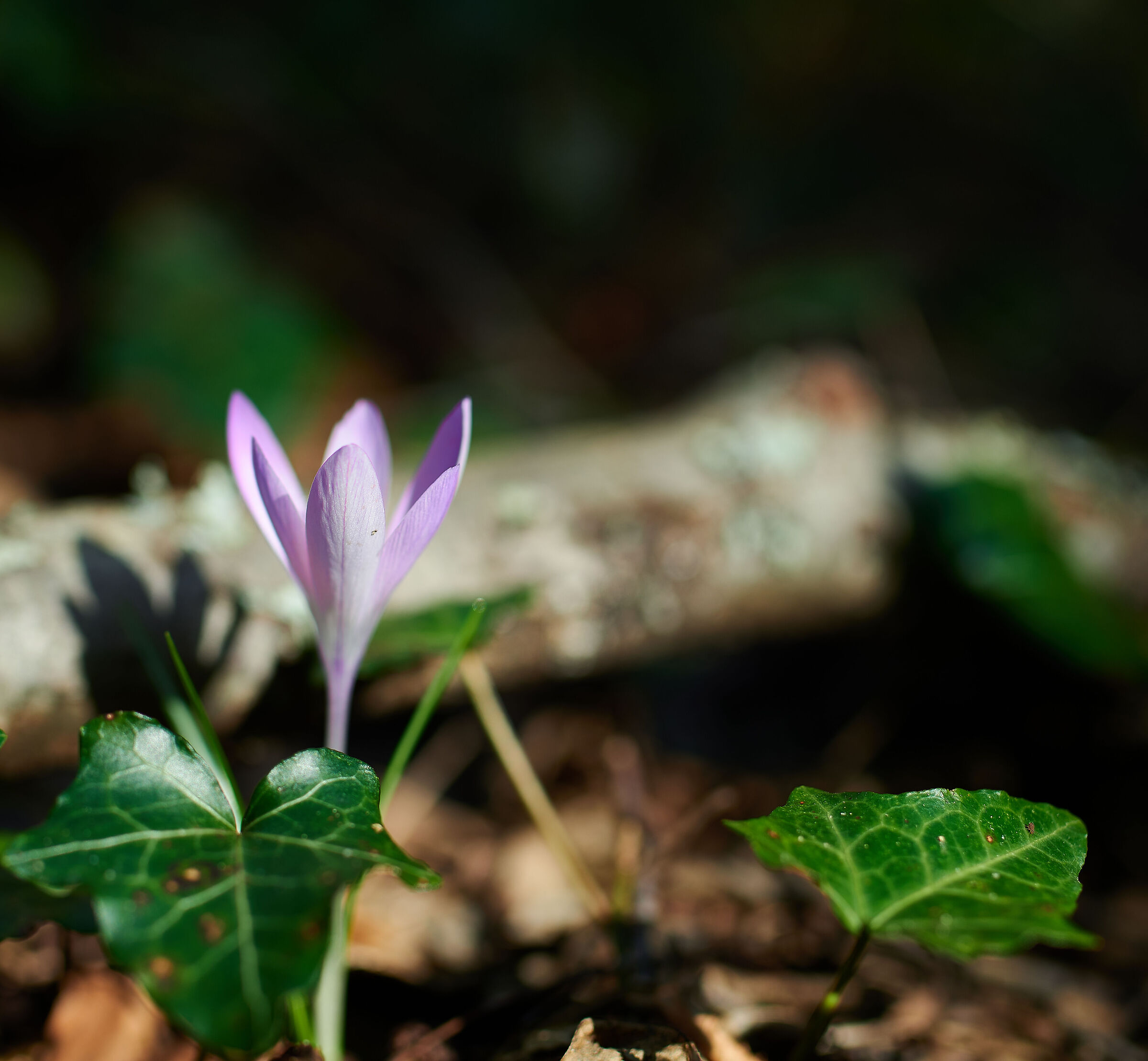 Spunta dalla terra tra foglie giganti!