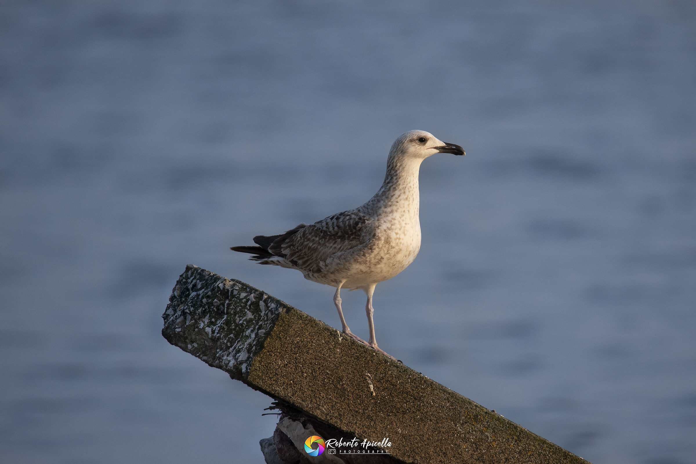 Gabbiano pronto al volo
