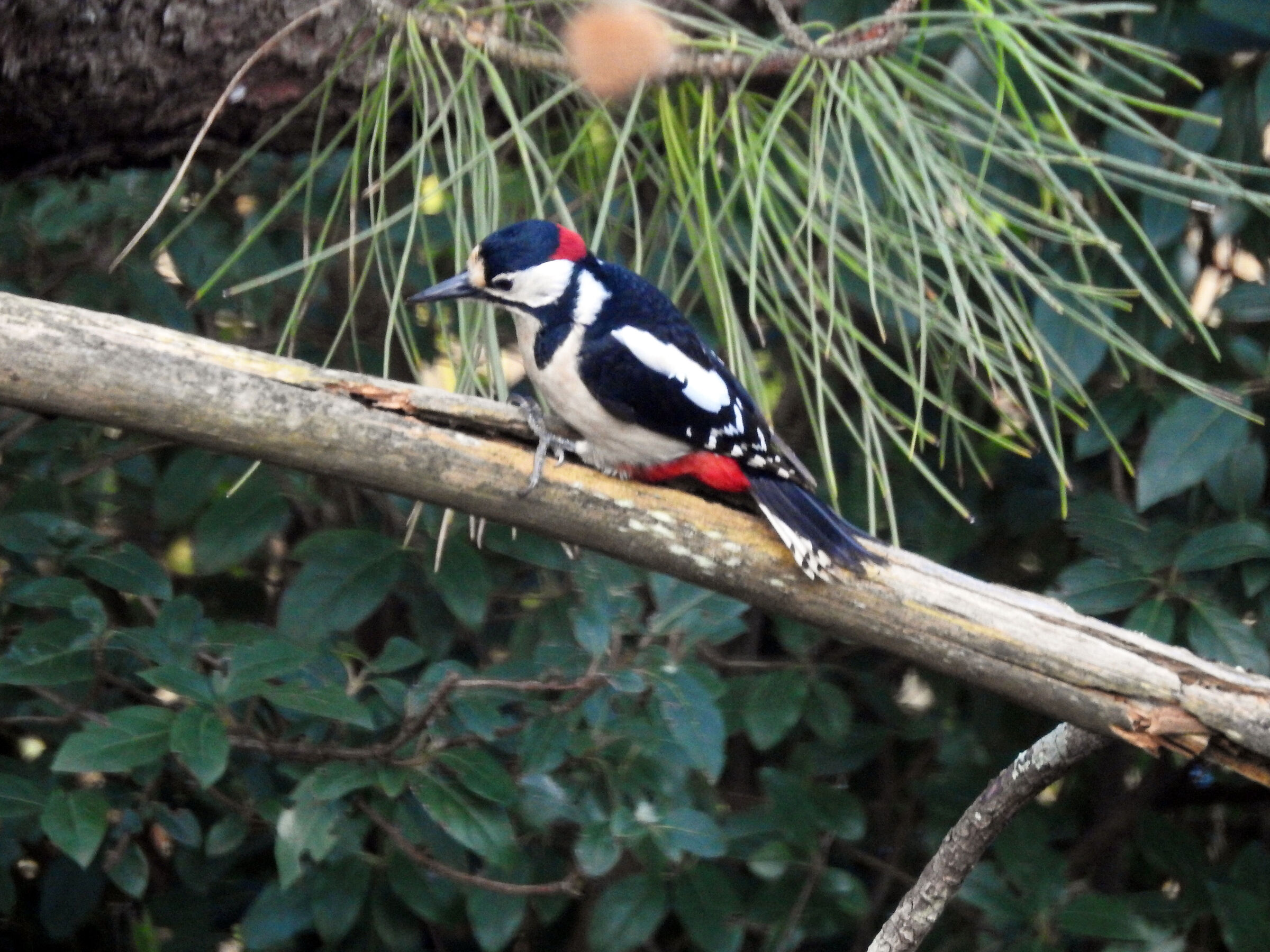 Picchio rosso maggiore