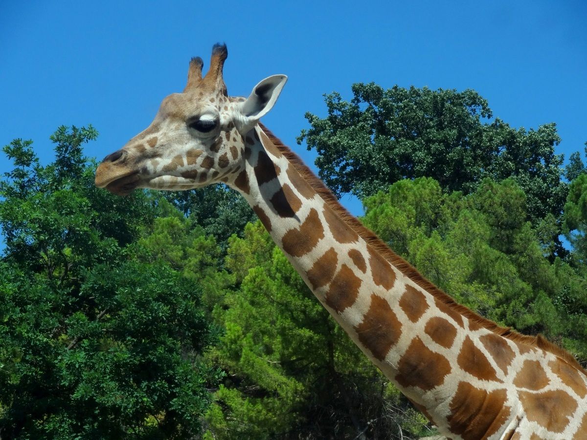 Giraffa