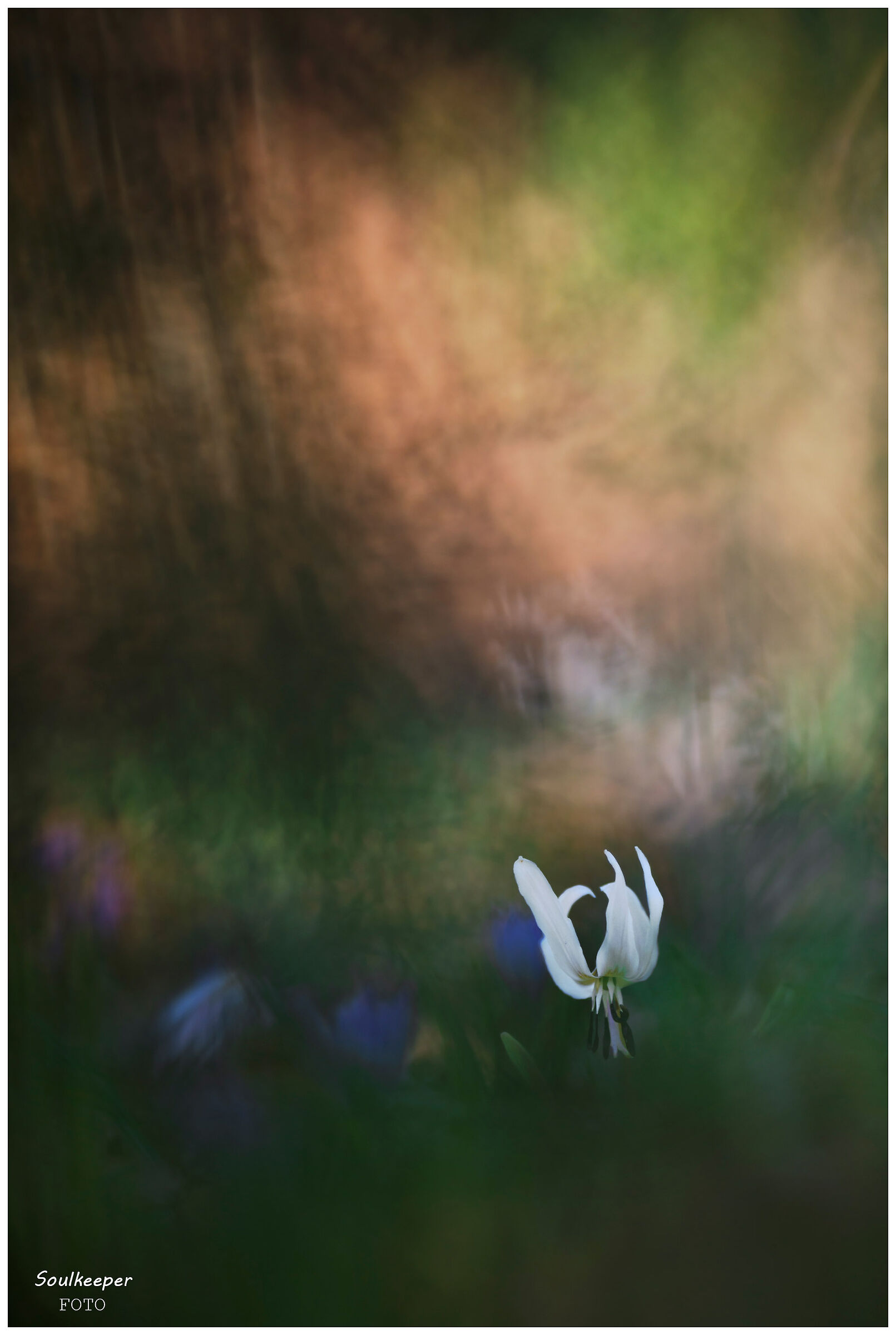 I colori del sottobosco.