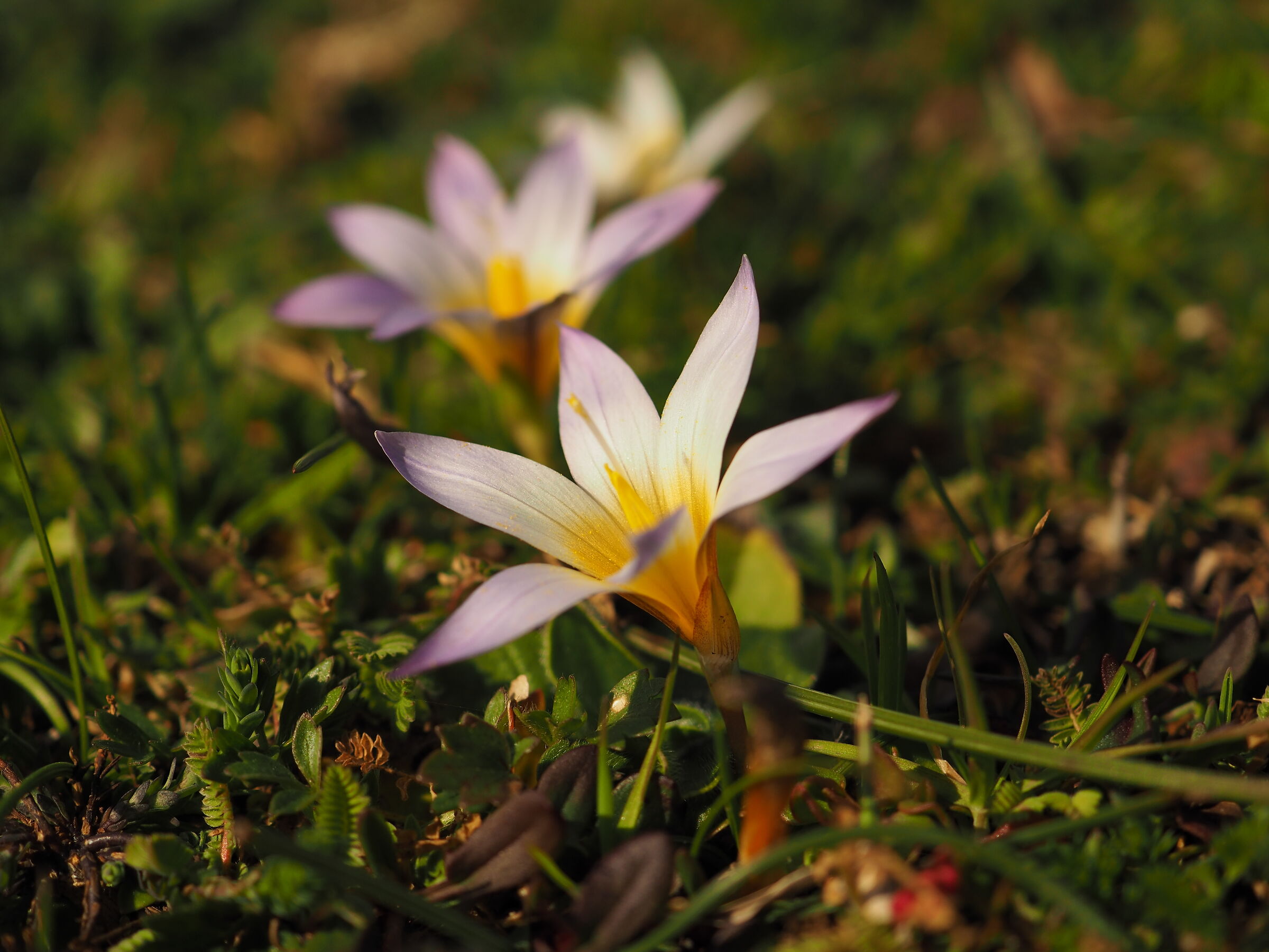 E' esplosa la primavera..