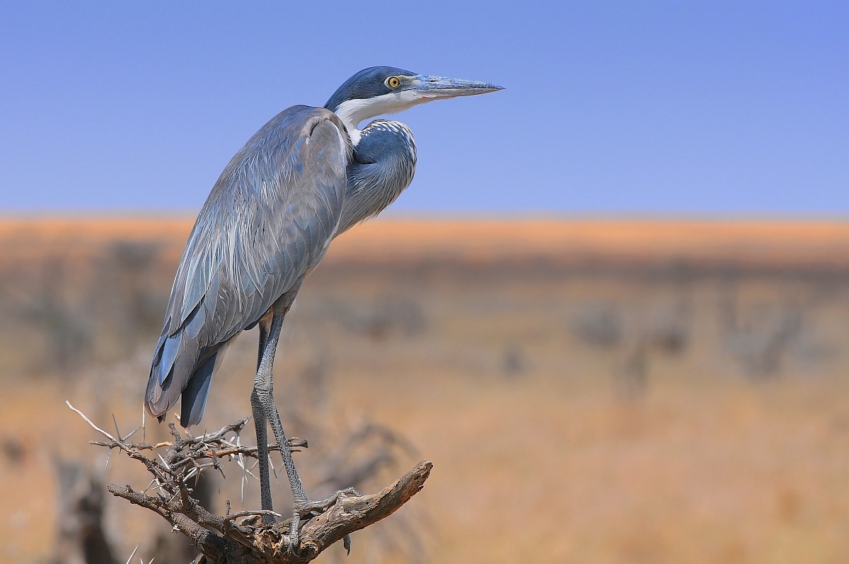 Blue Heron