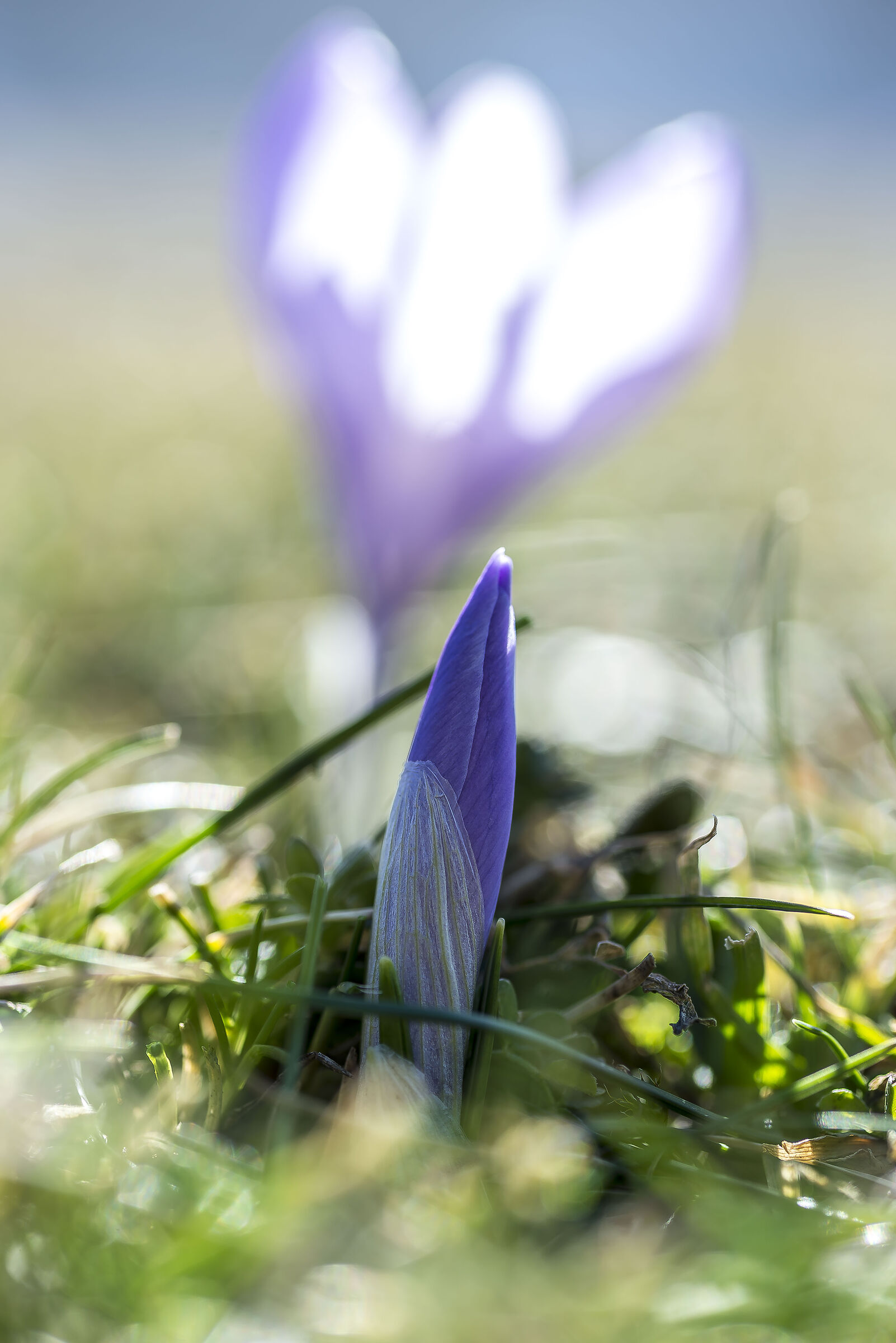 fioritura dei crocus sul monte catria