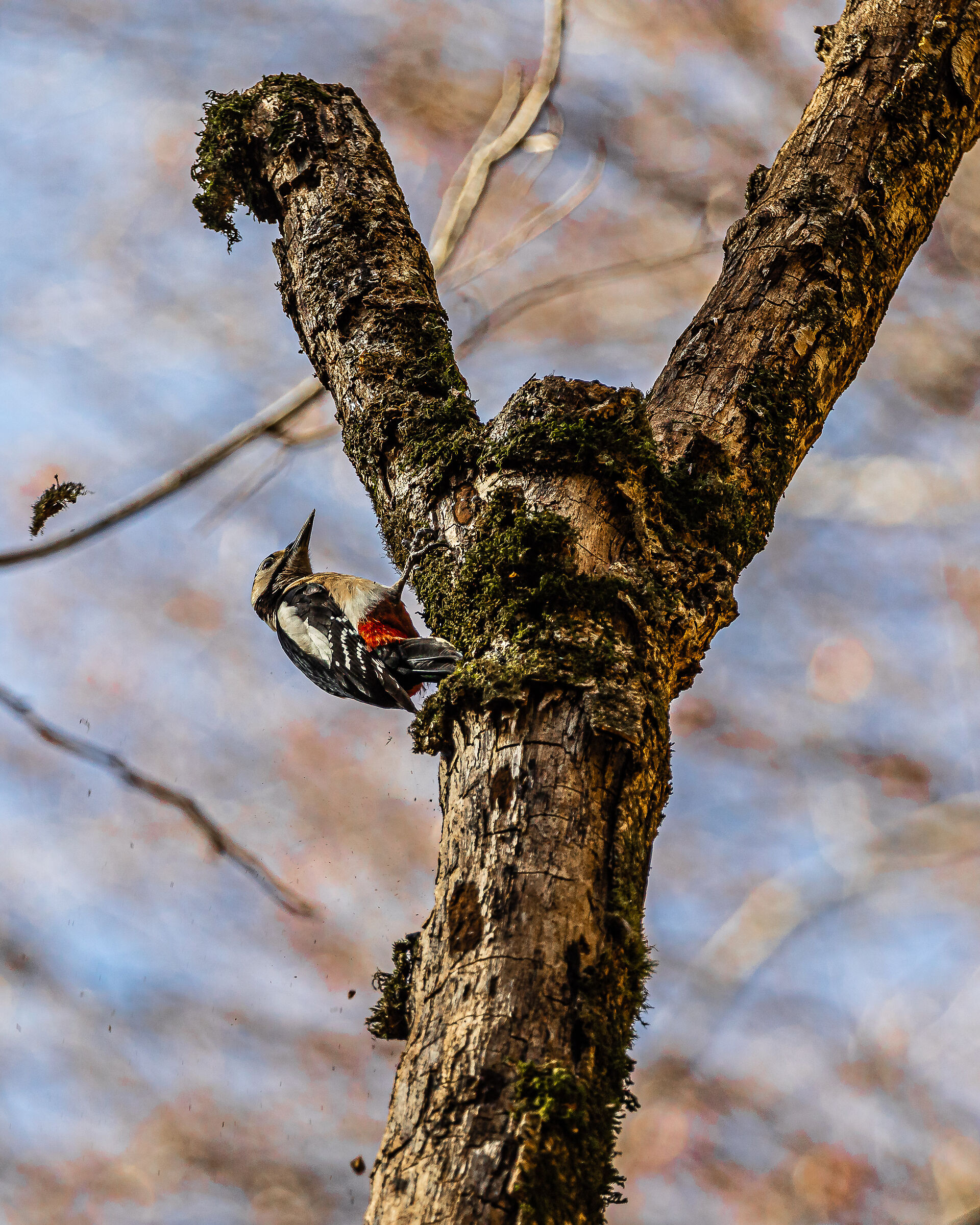Red woodpecker