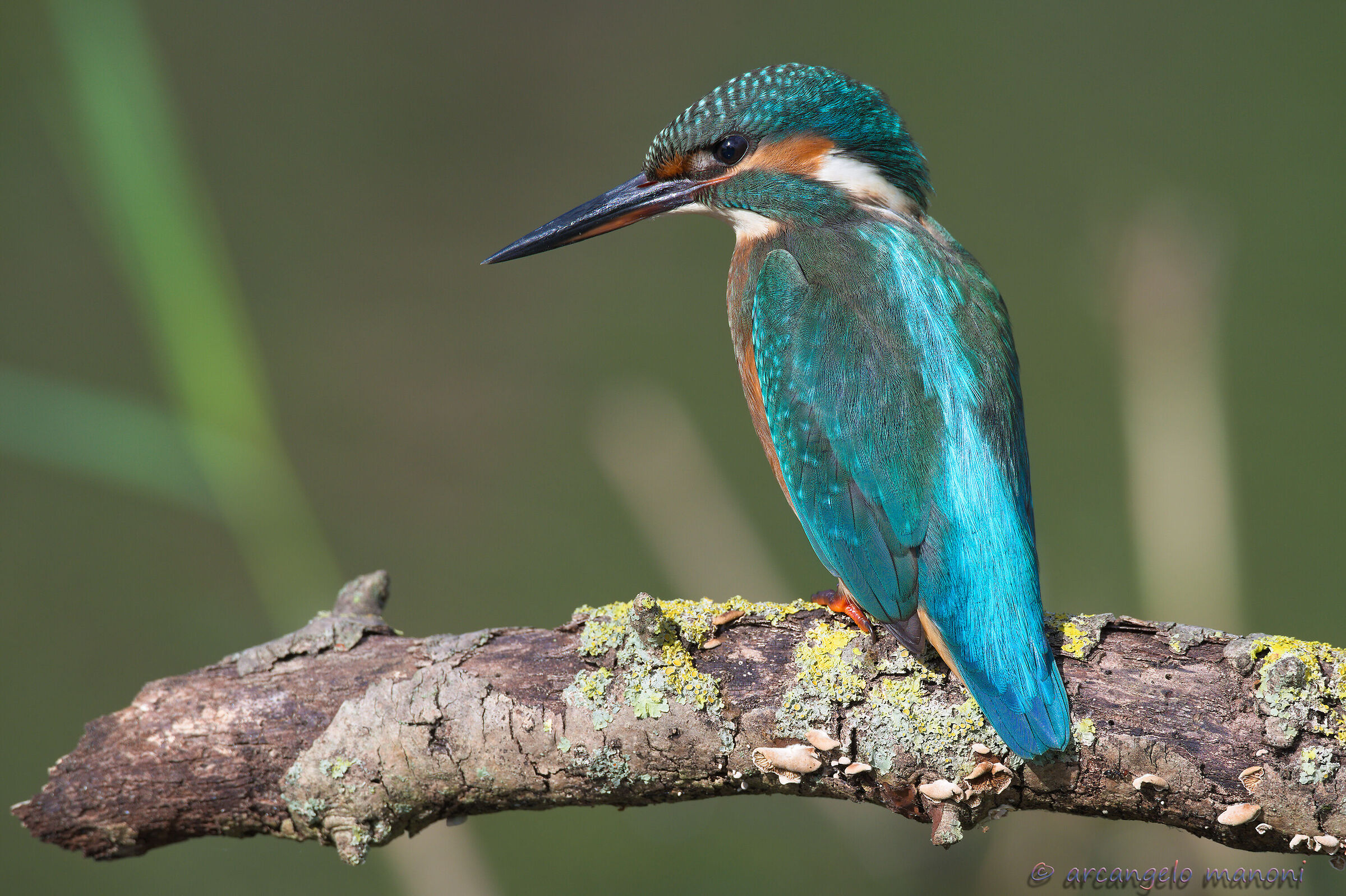 The colors of the martina