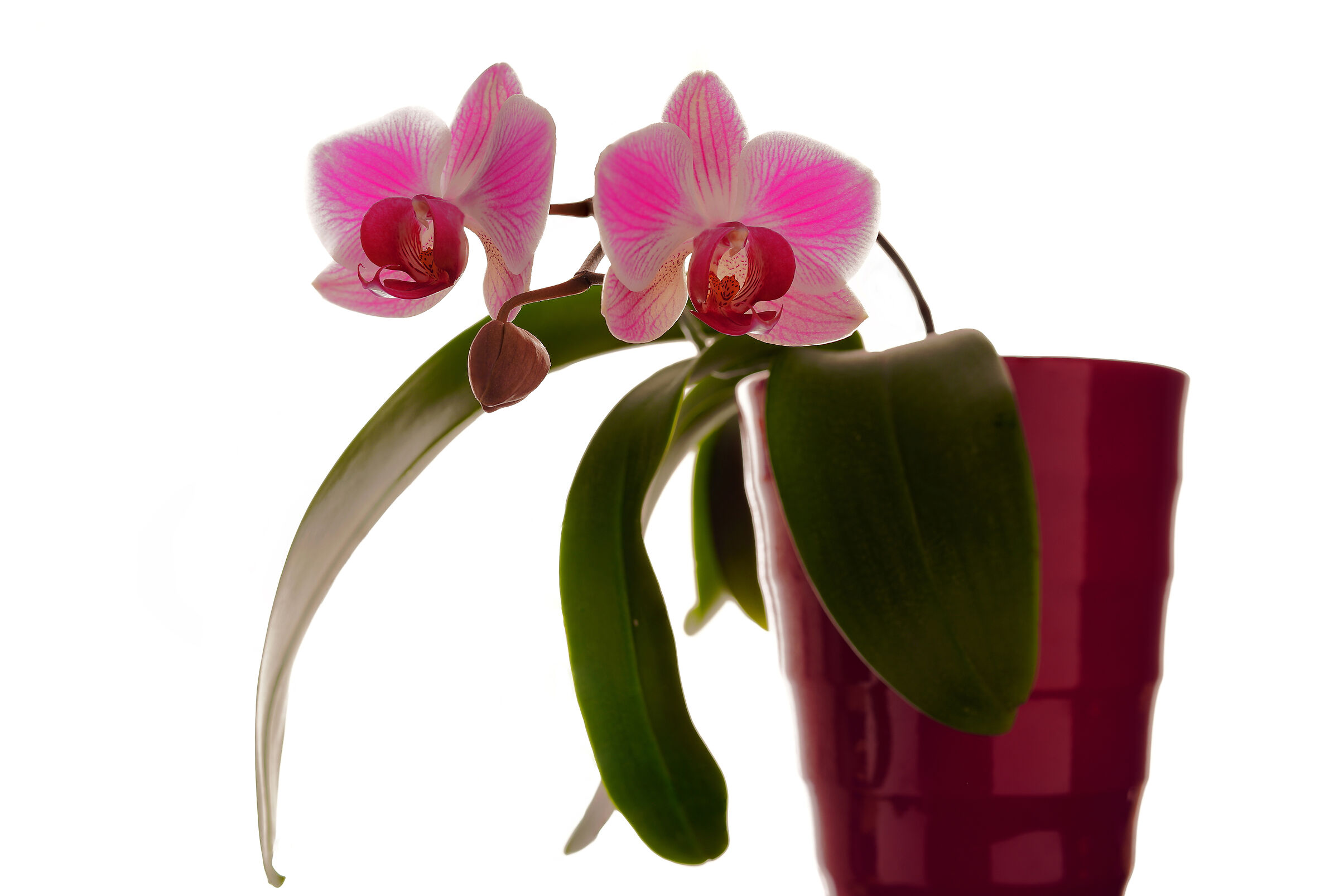 Phalaenopsis