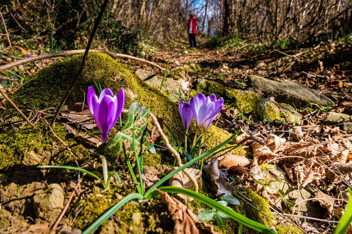 E lontano , lontano nel tempo ....