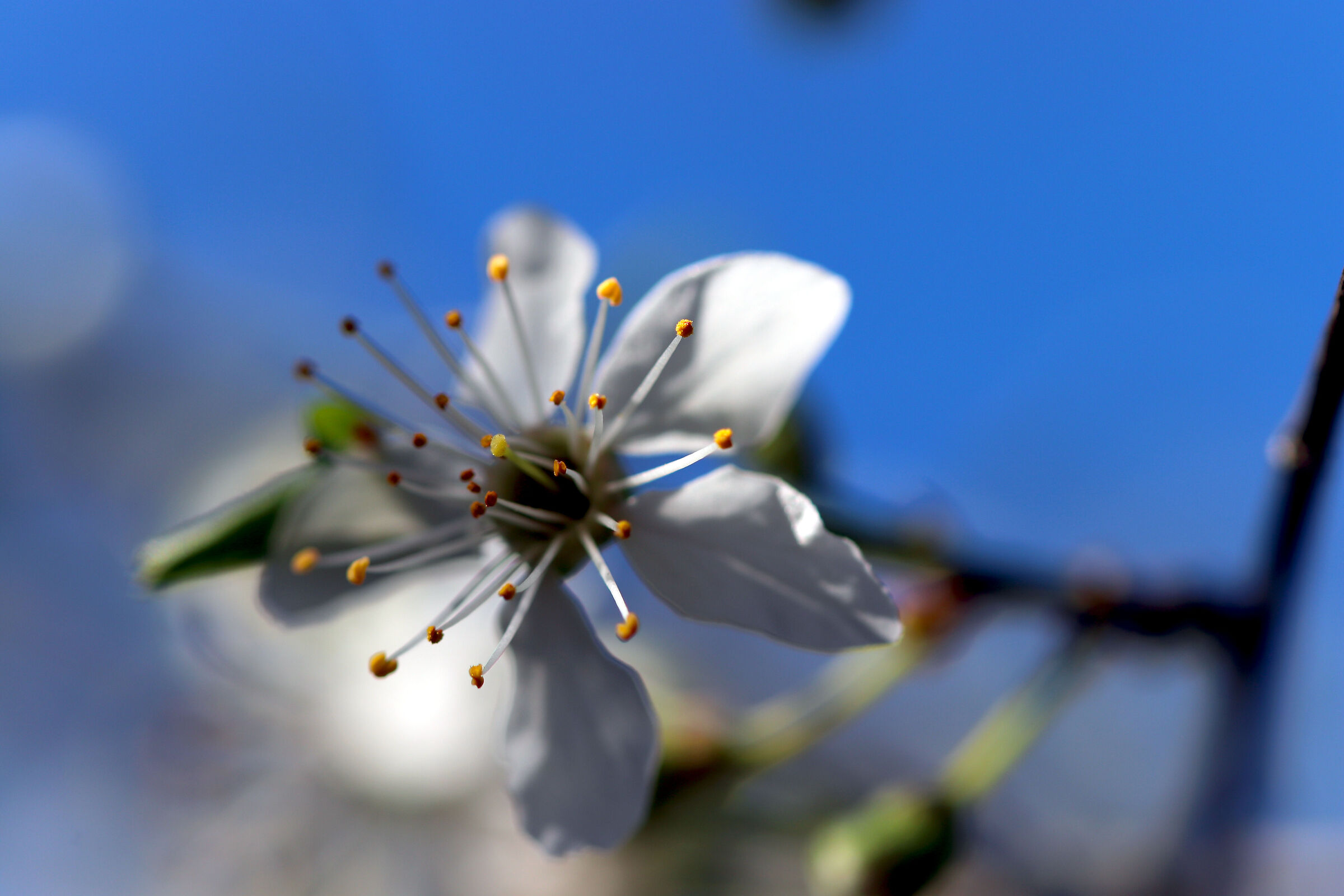 ... e si risveglia ancora la primavera...