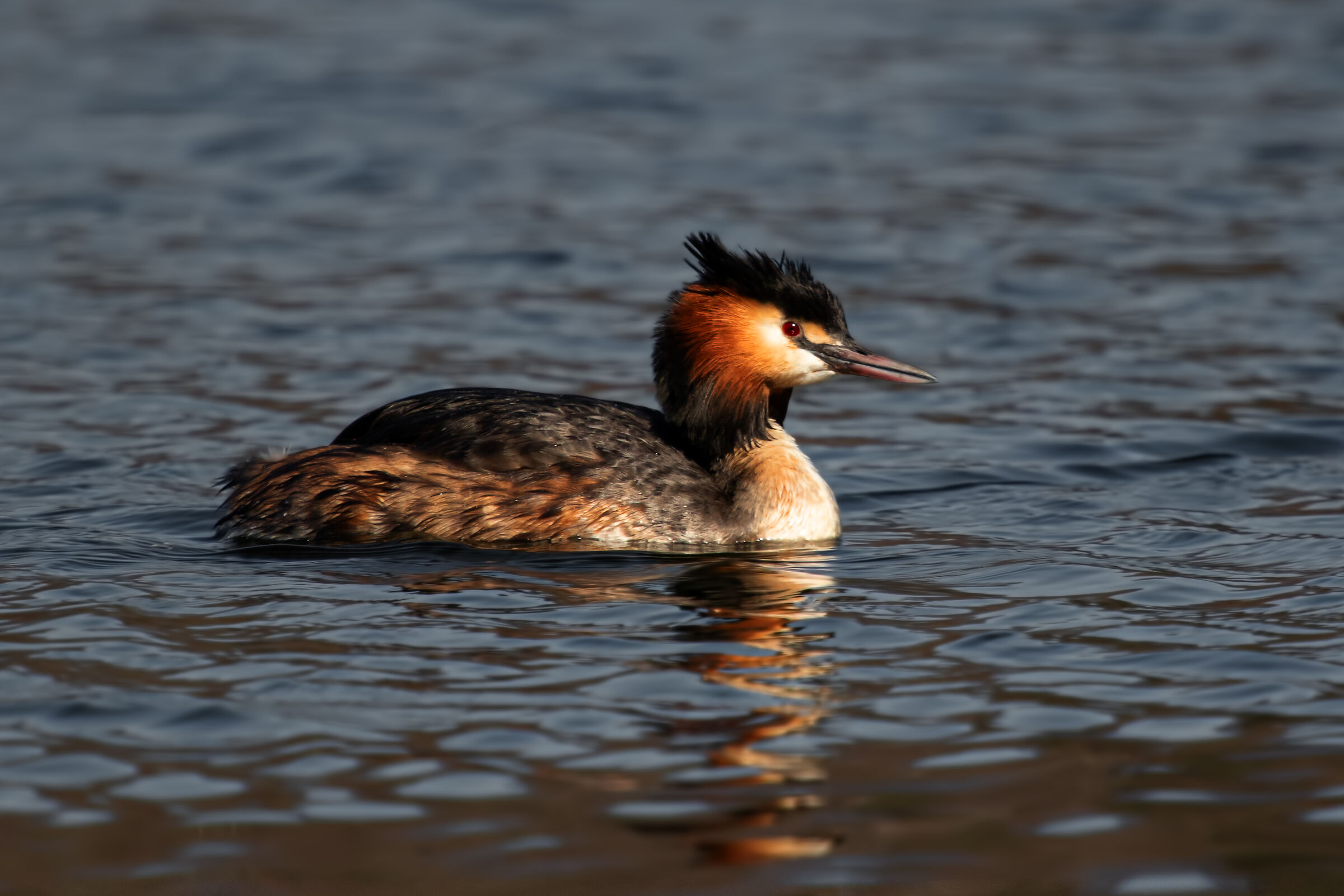 Grebe