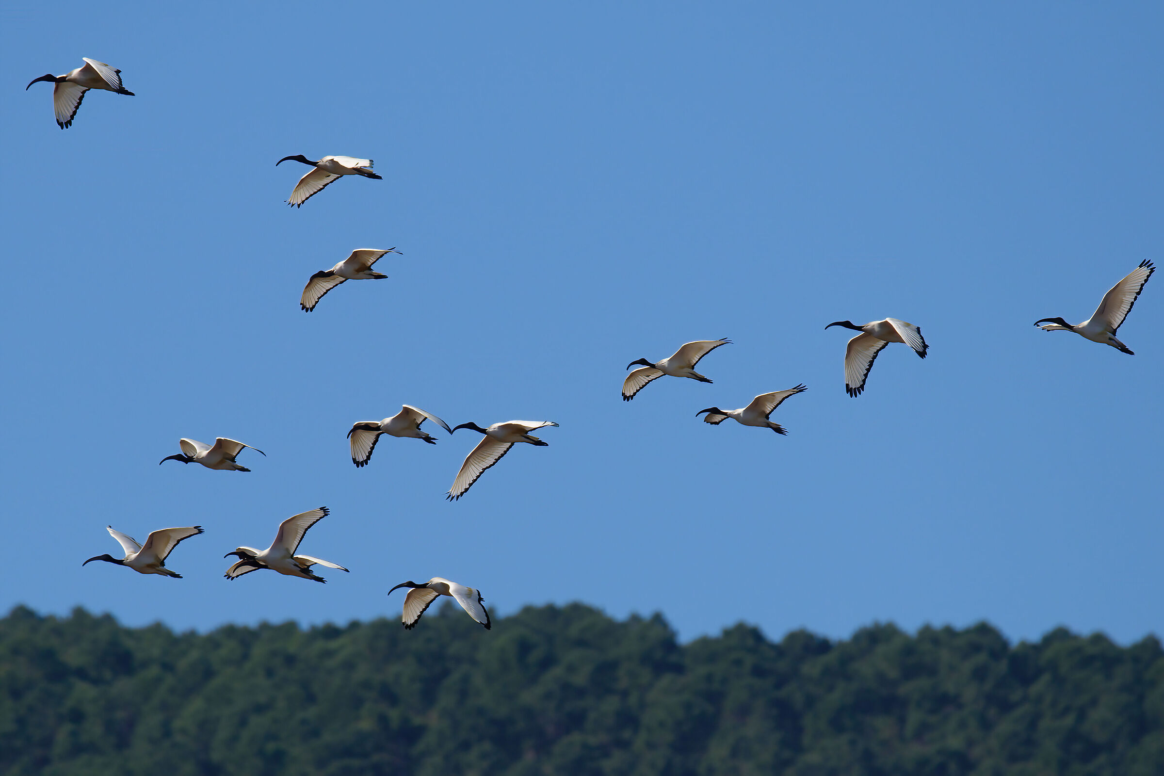 Ibis