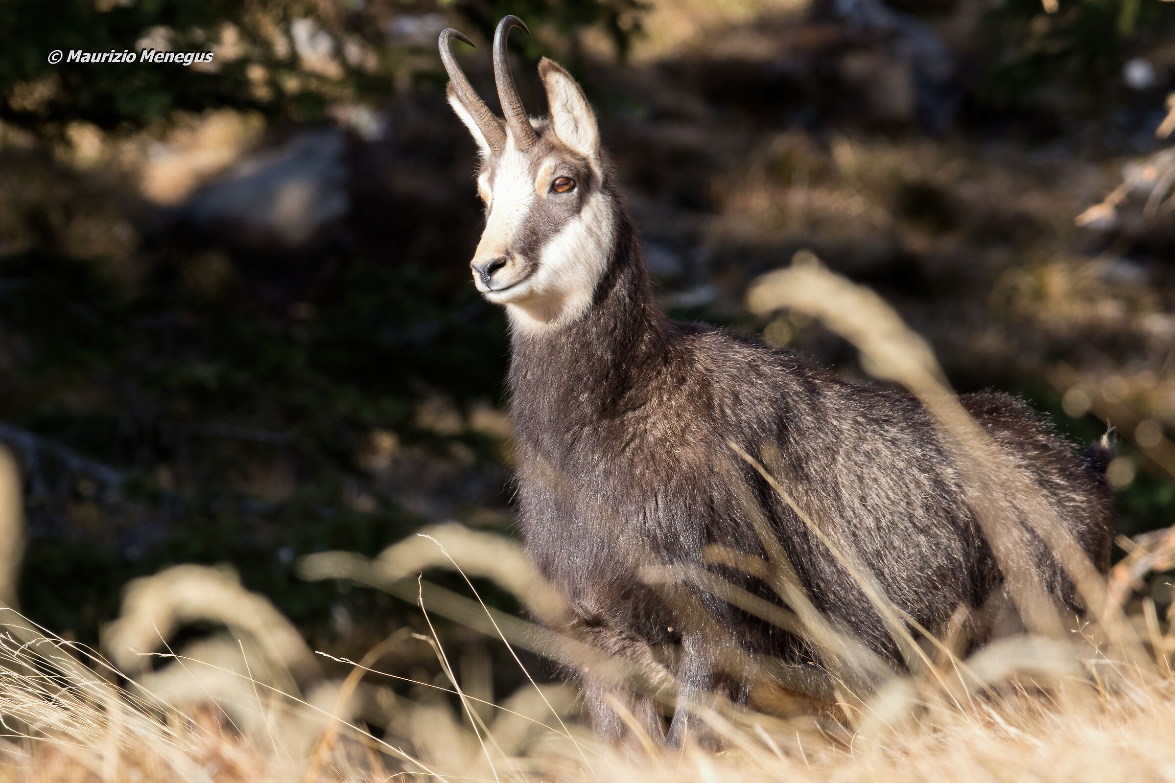 Camoscio maschio - novembre 2020 Dolomiti