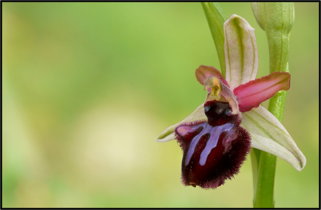 Ophrys sipontensis