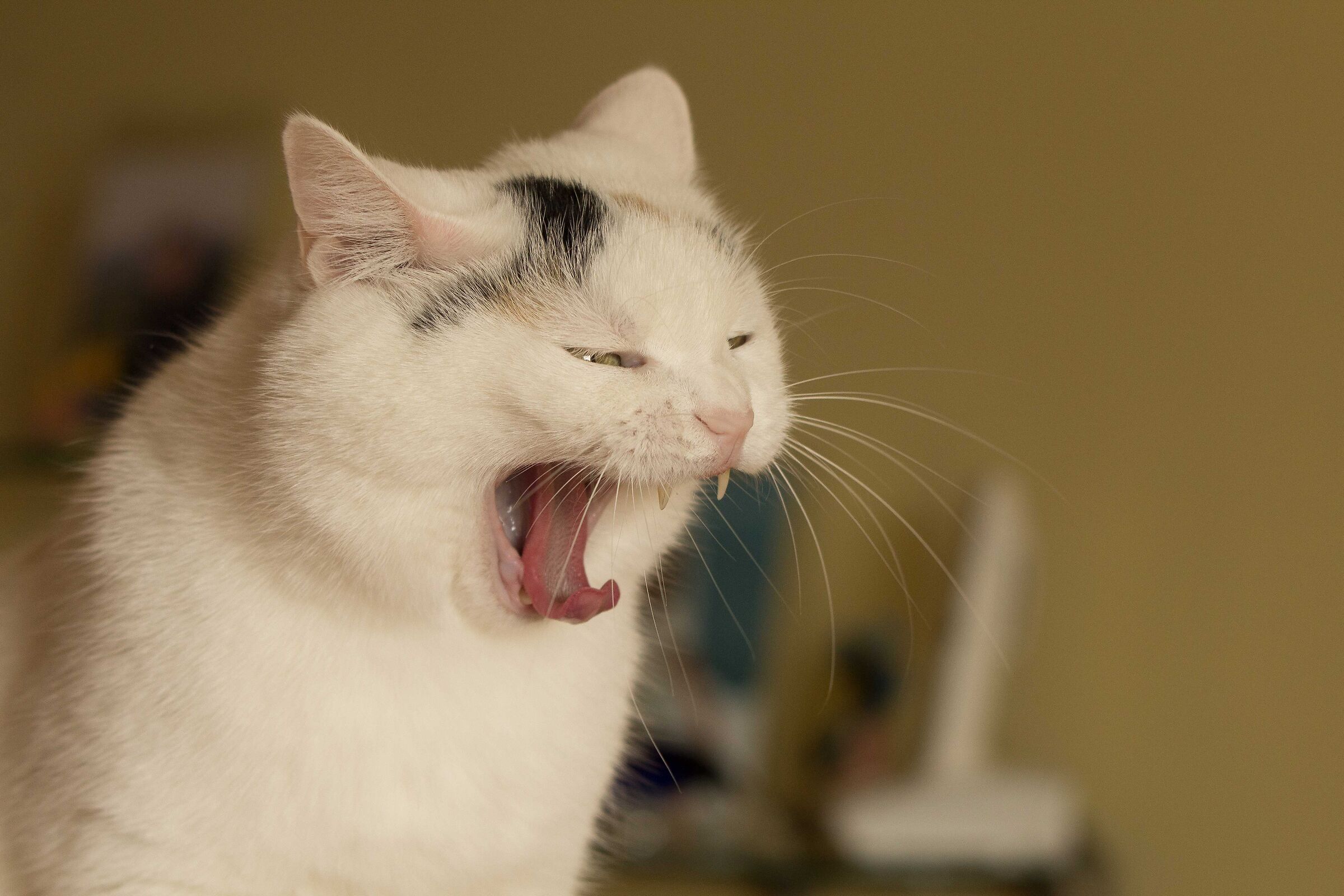 The roar of the lion...