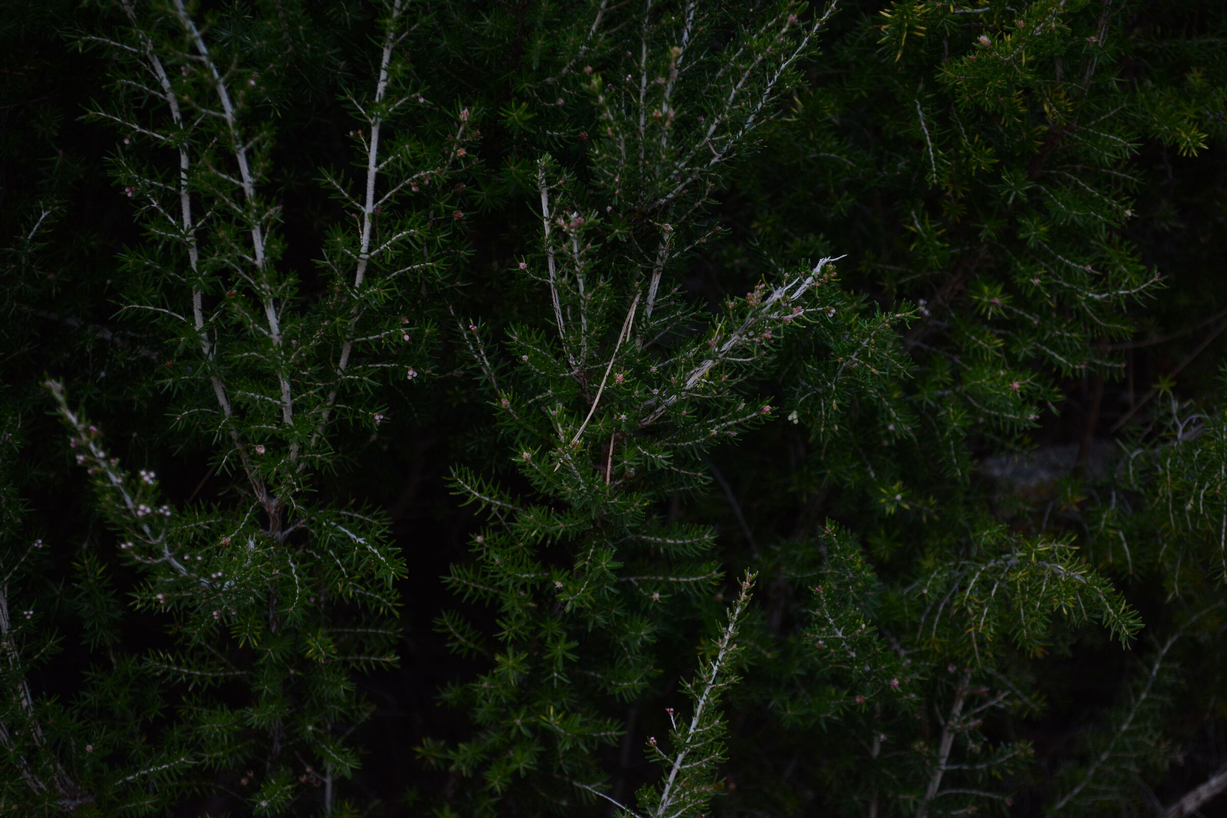 Flora Montana details