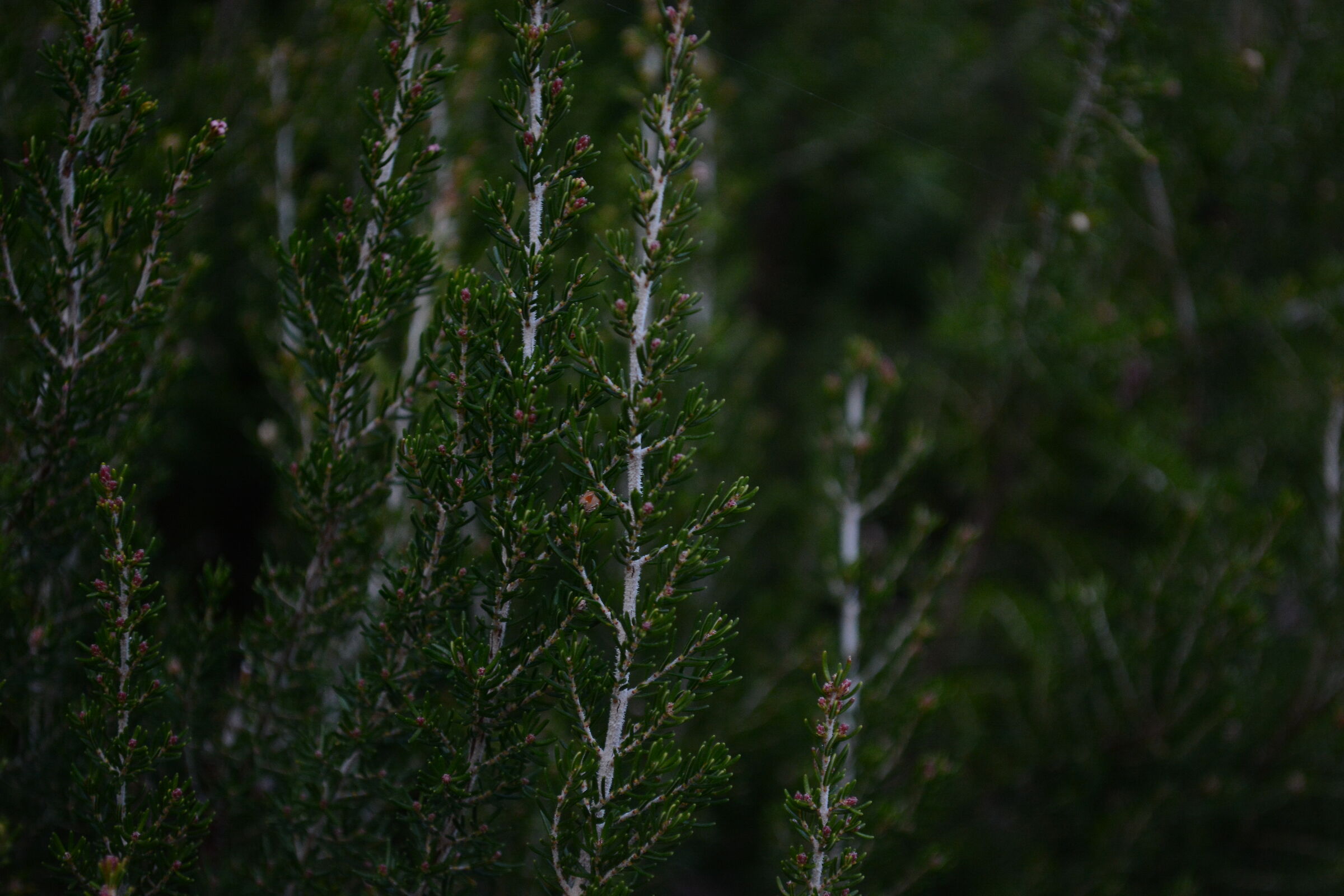 Flora montana details 2