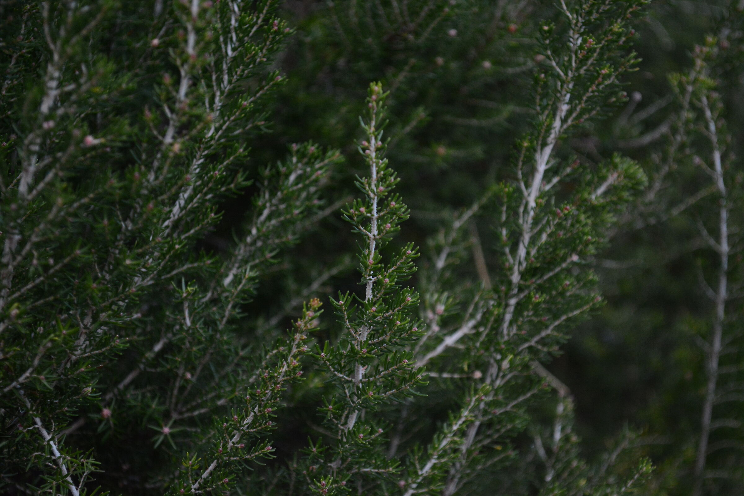 Flora Montana details 3