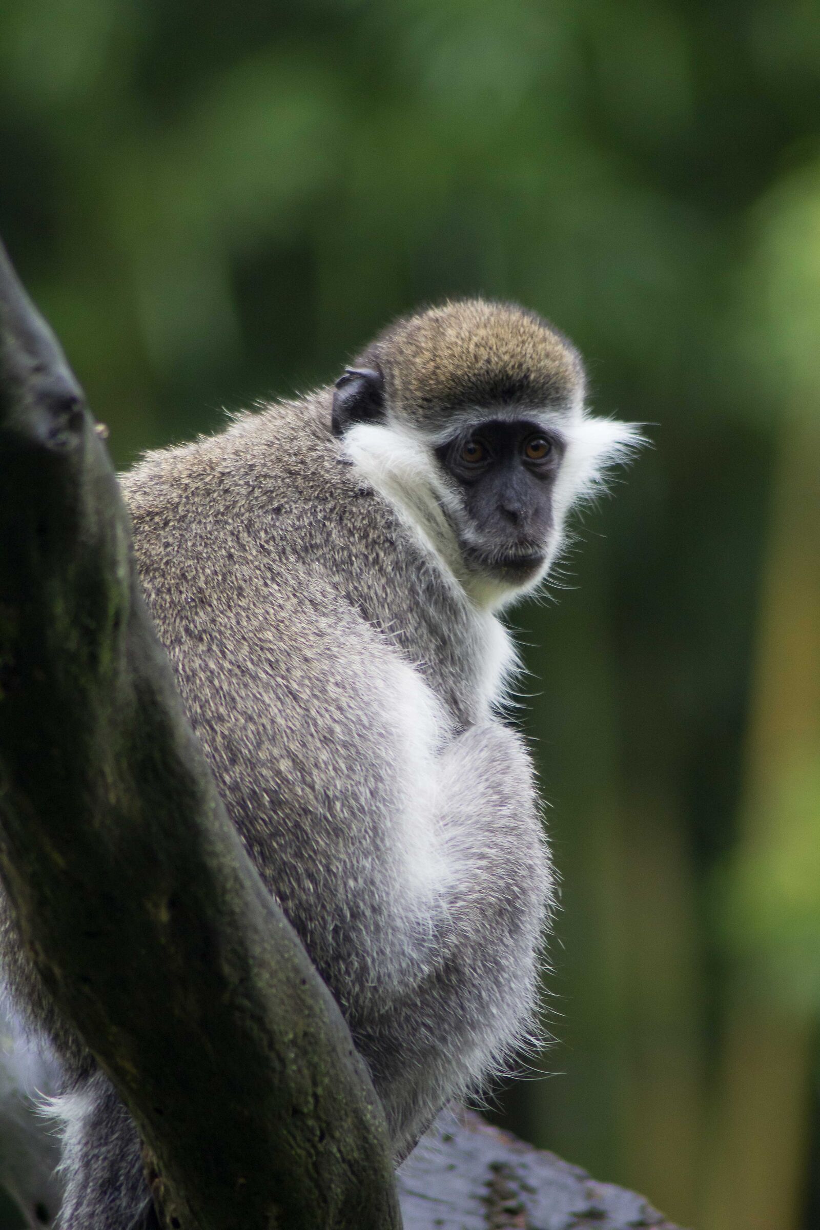 Cercopithecus