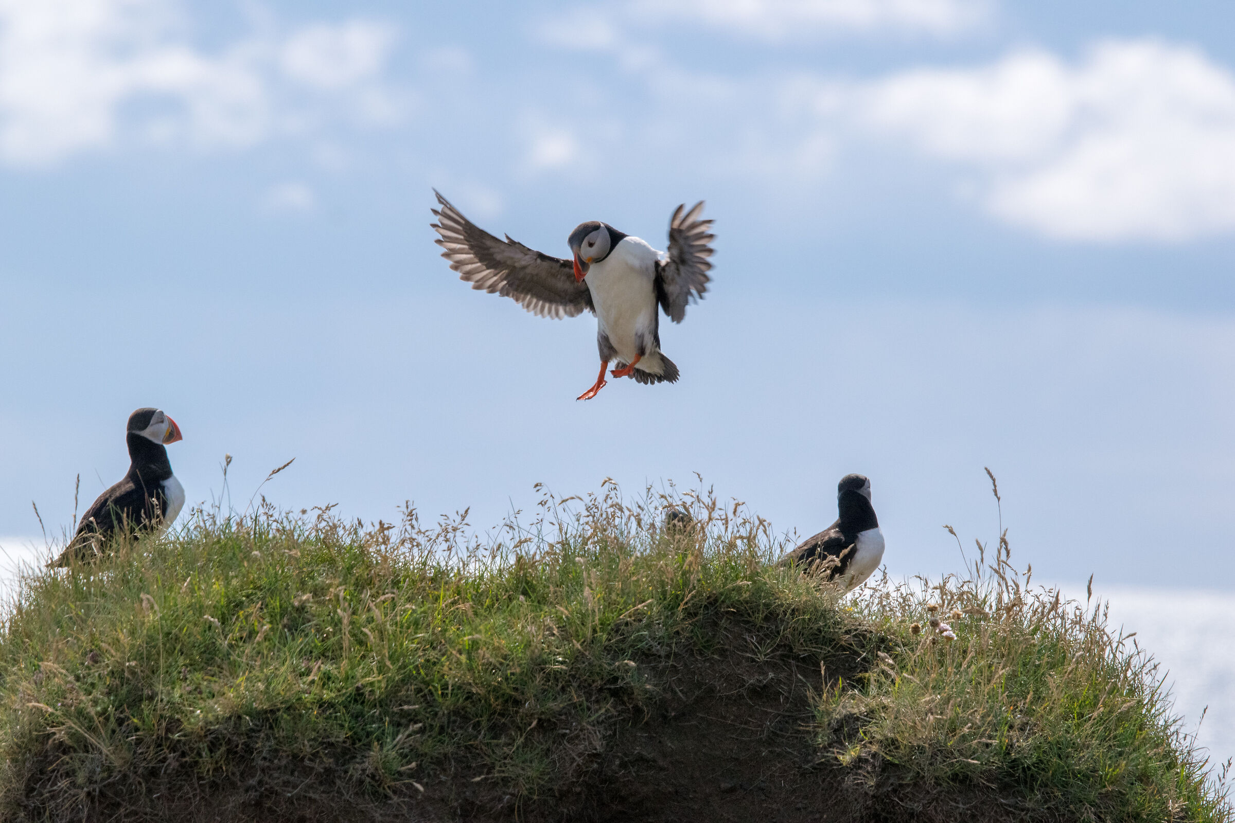 Puffin