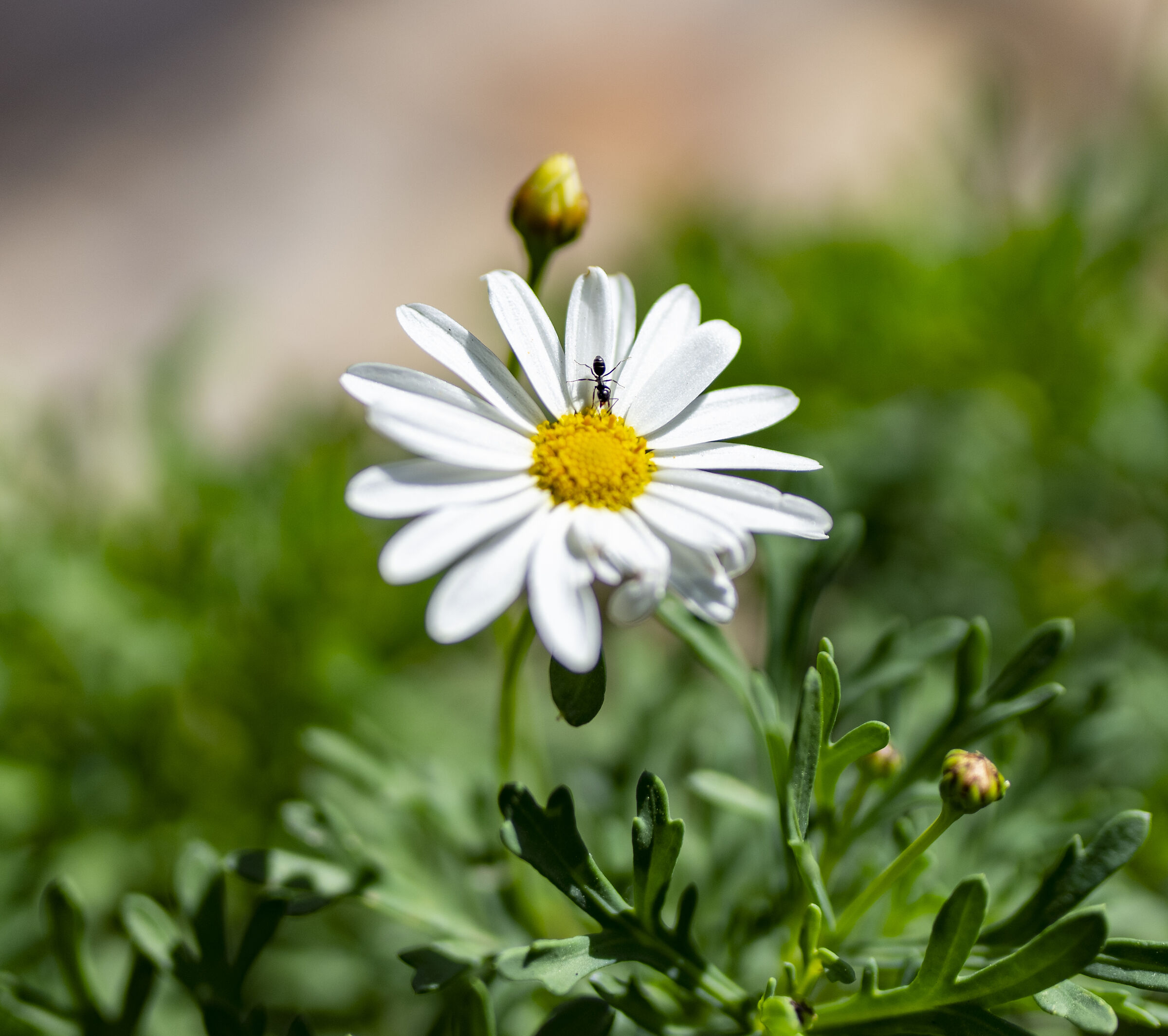 Borgo Parrini -flora