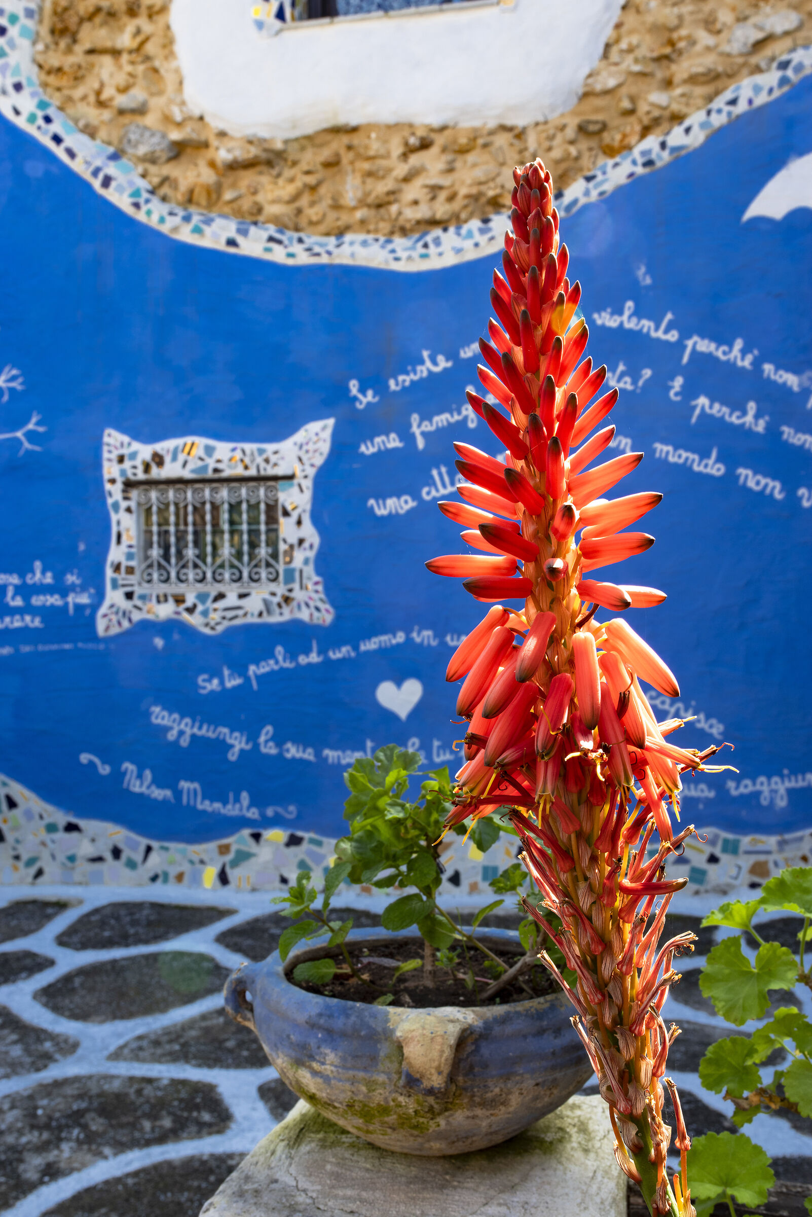 Borgo Parrini -flora