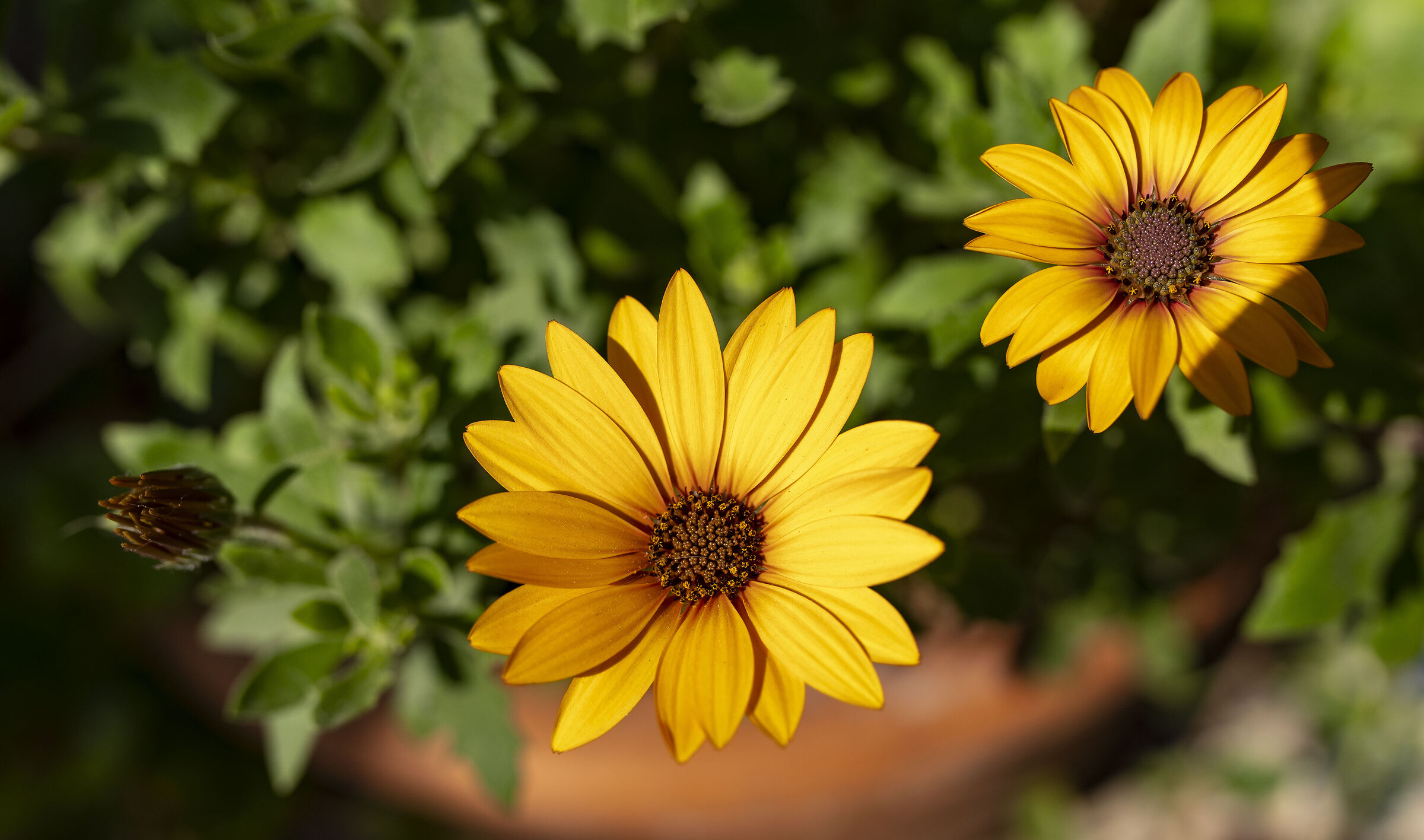 Borgo Parrini- flora