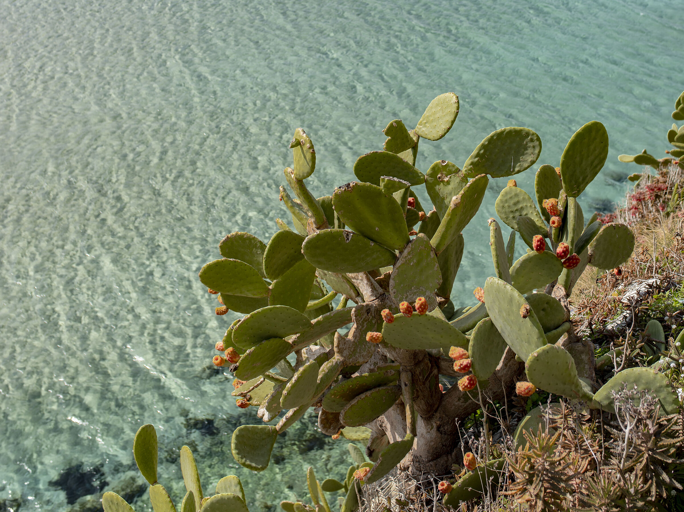 un pò di Sicilia - Terrasini