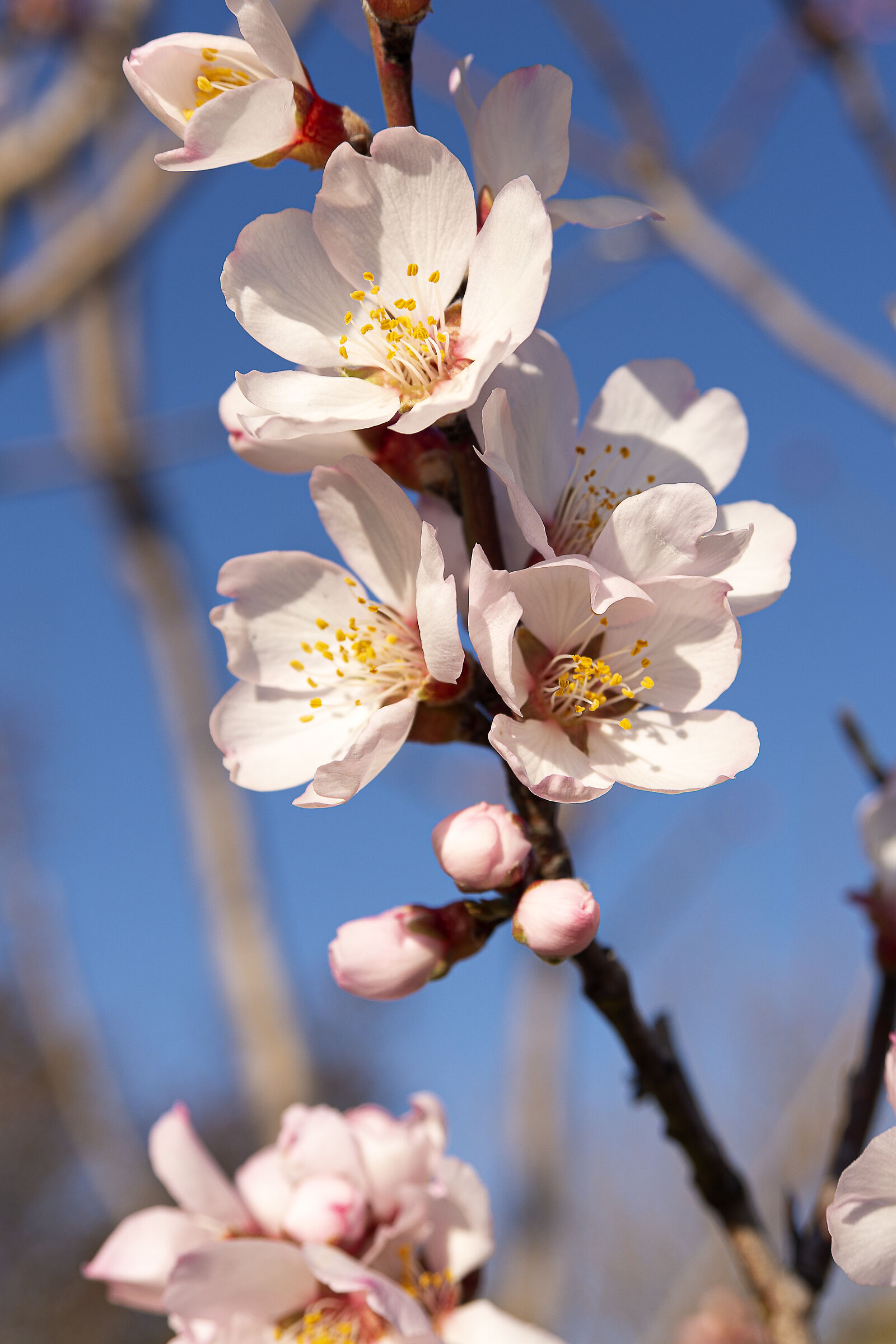 accenno di primavera