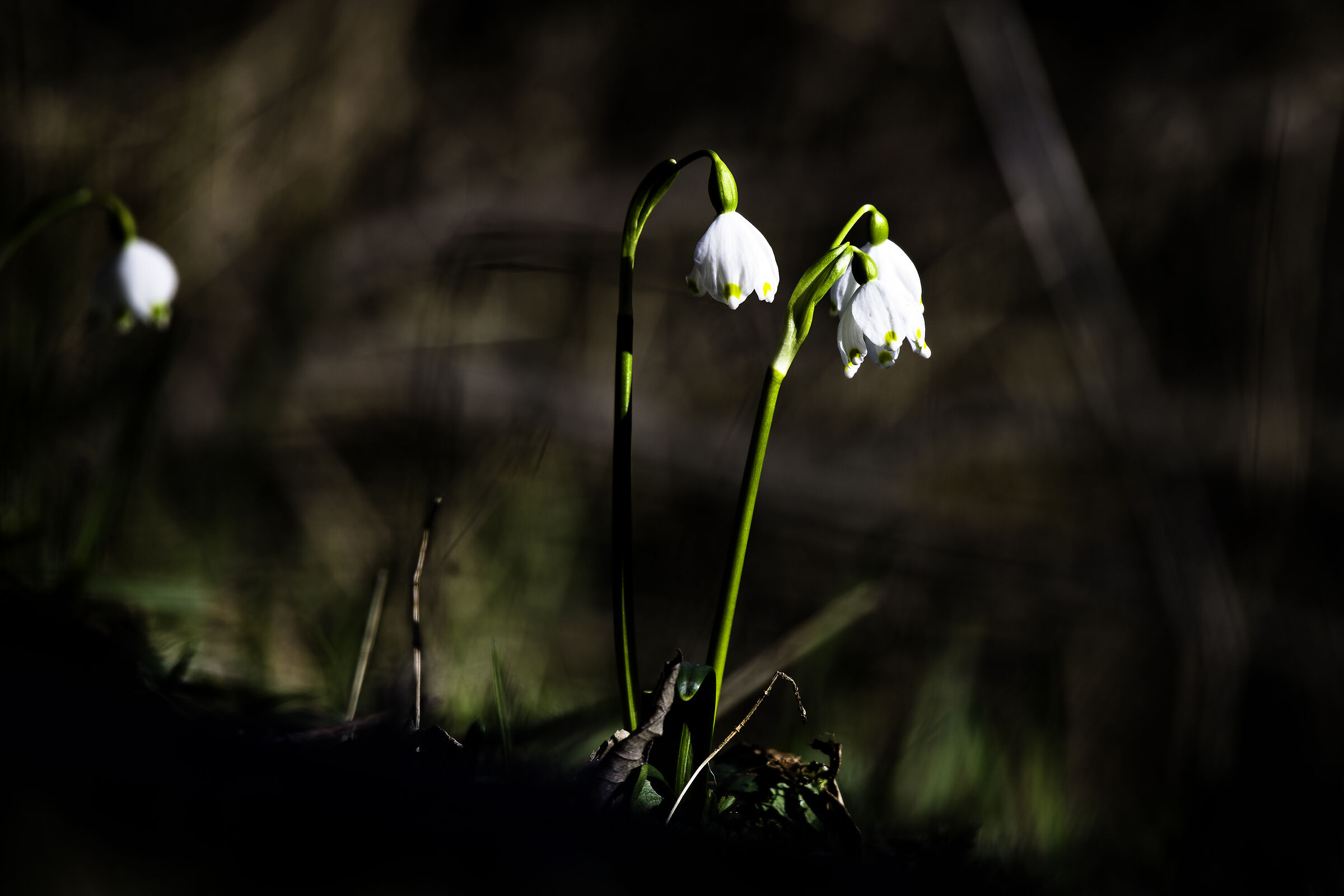 Snowdrops