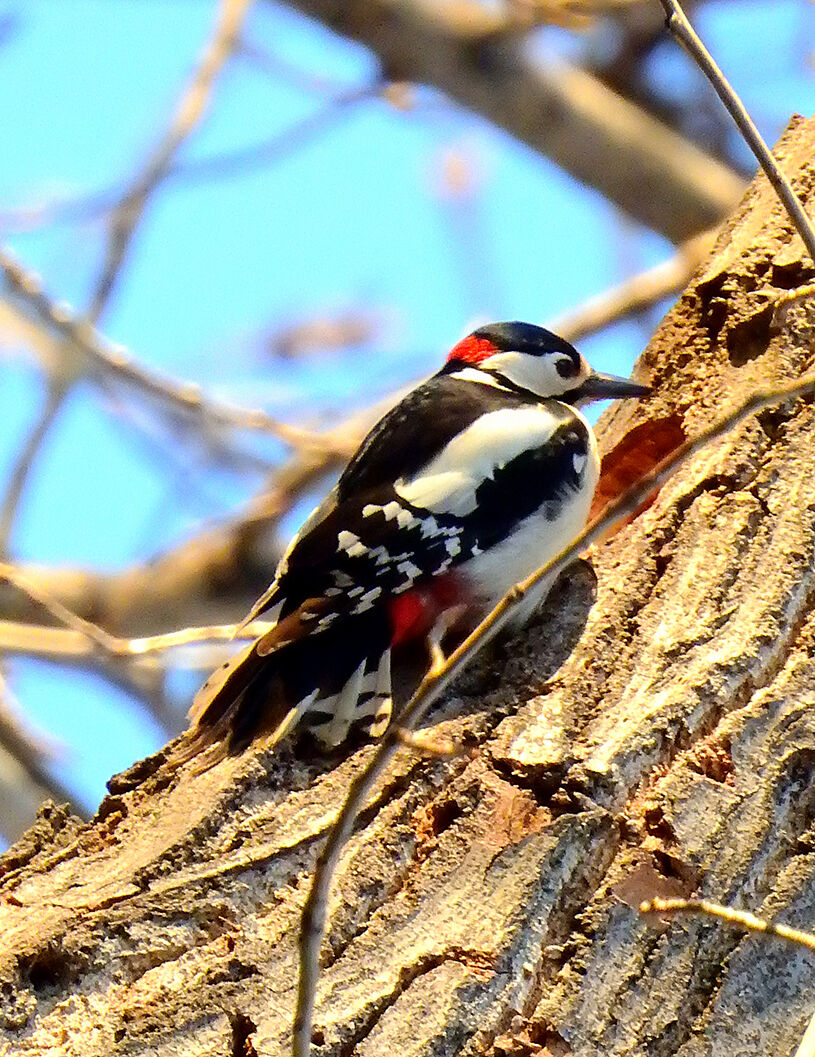 Greater red woodpecker
