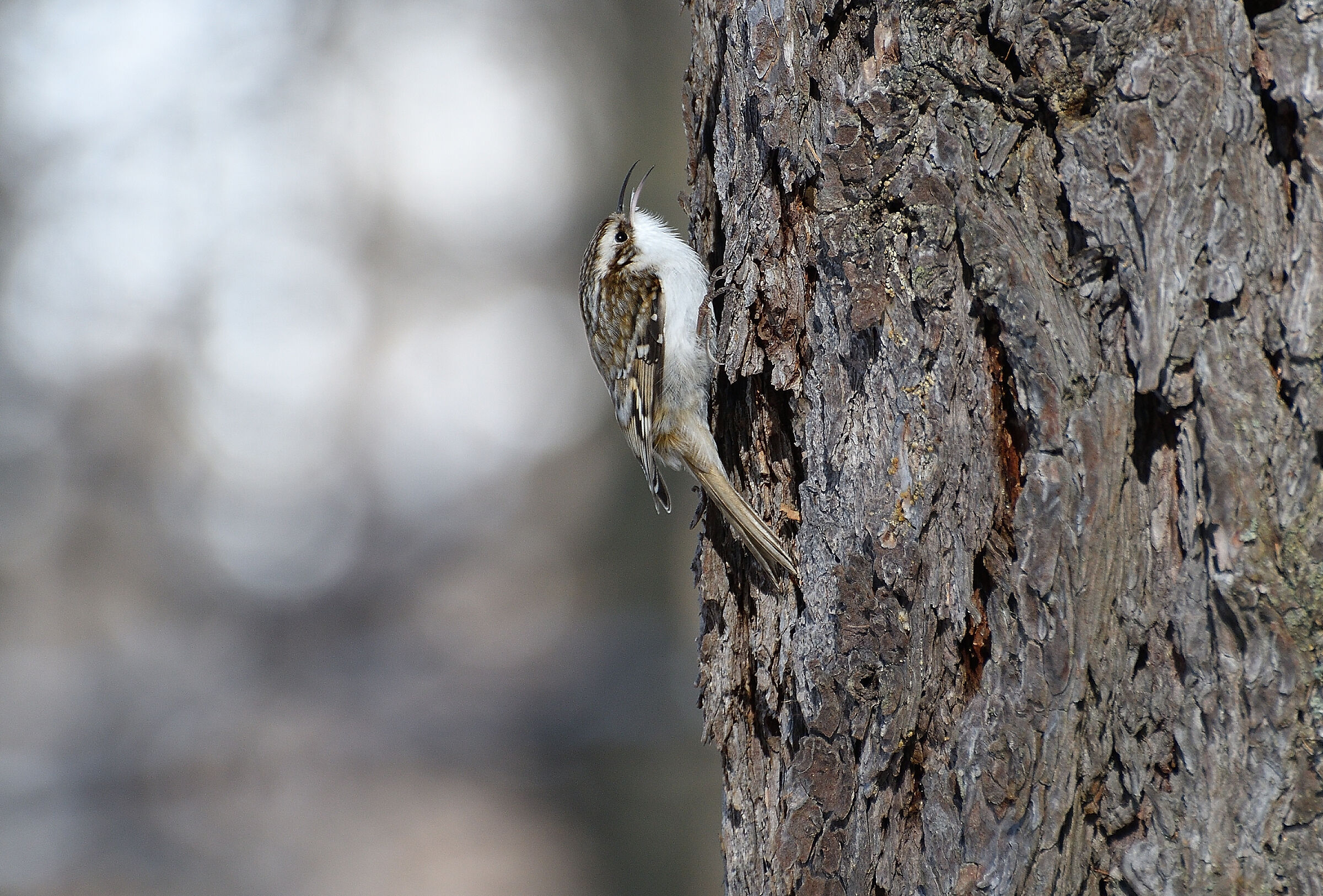 Alpestre grappling hook